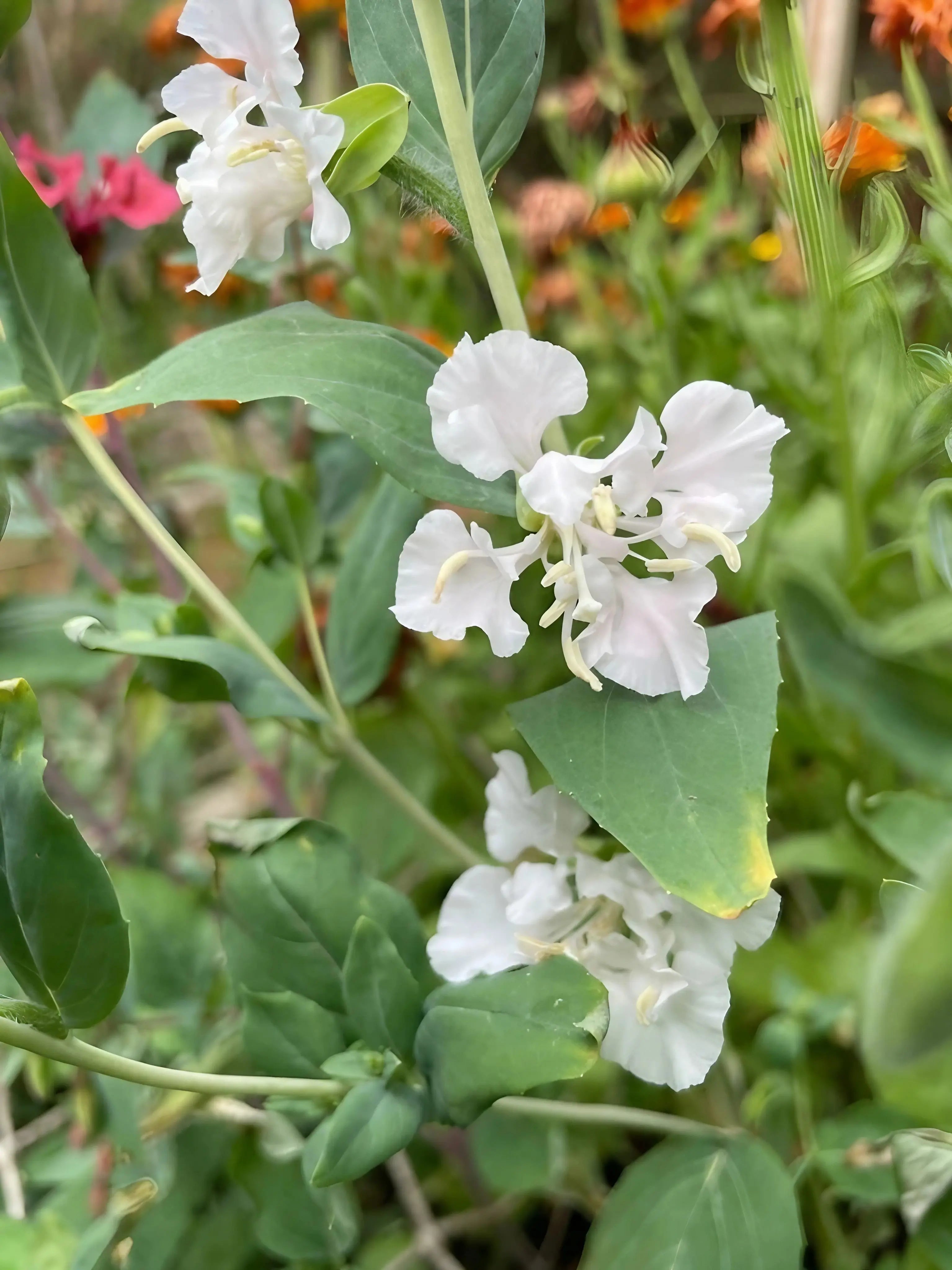 Clarkia Crown Double Mix - REGN