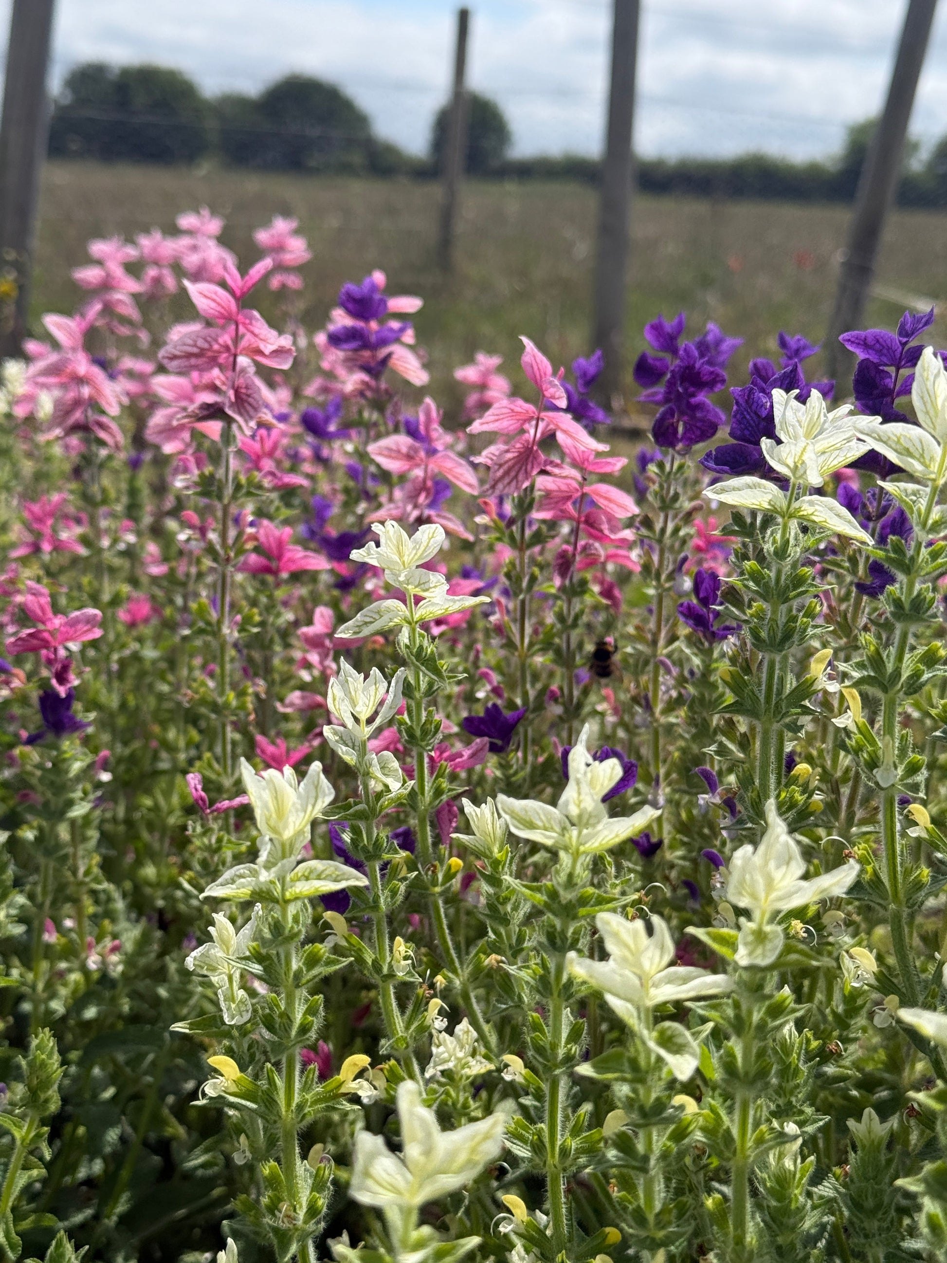 Clary Sage Crown Bouquet Mixed - REGN