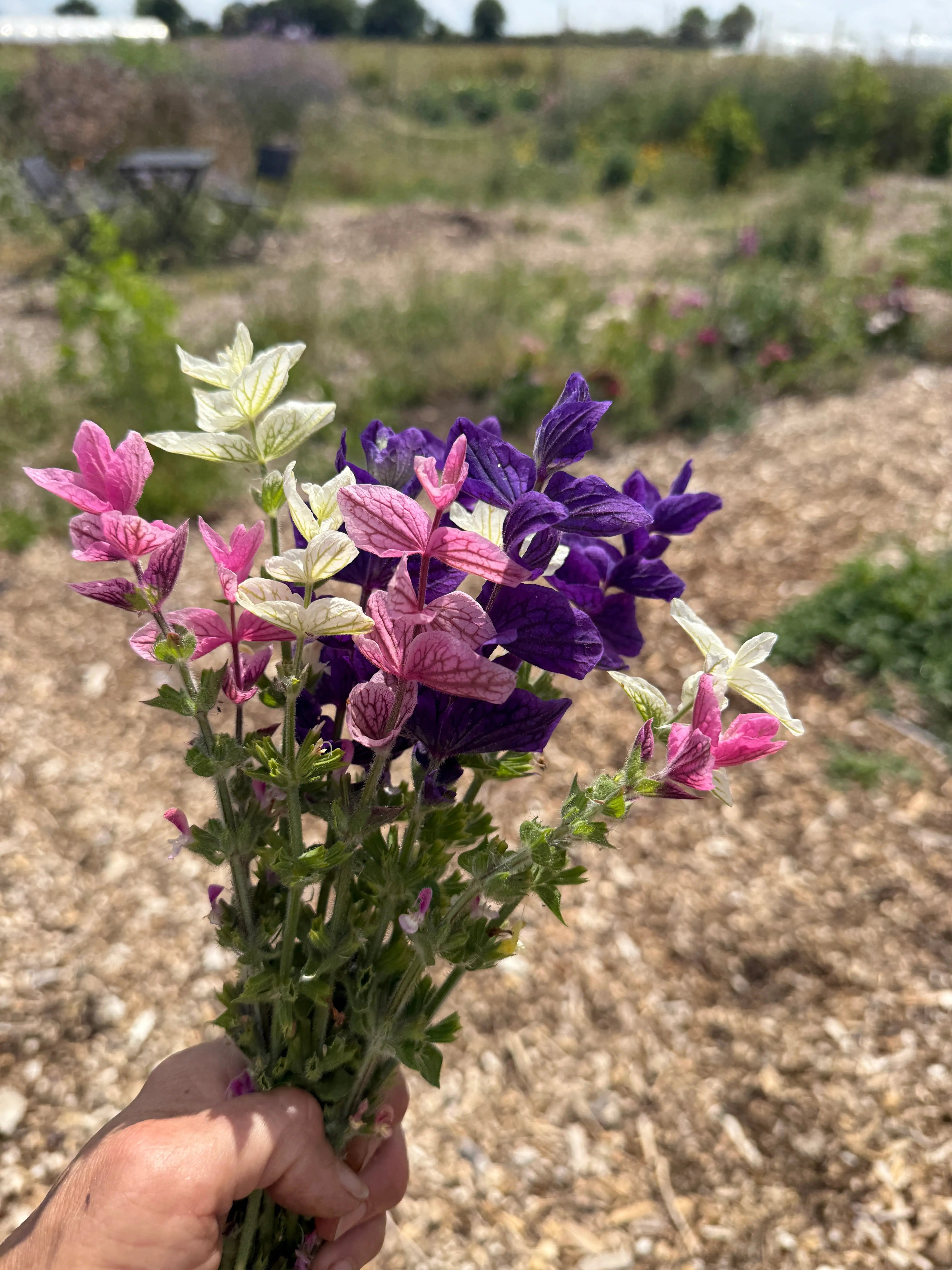 Clary Sage Crown Bouquet Mixed - REGN