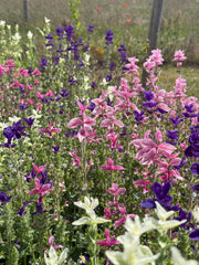 Clary Sage Crown Bouquet Mixed - REGN