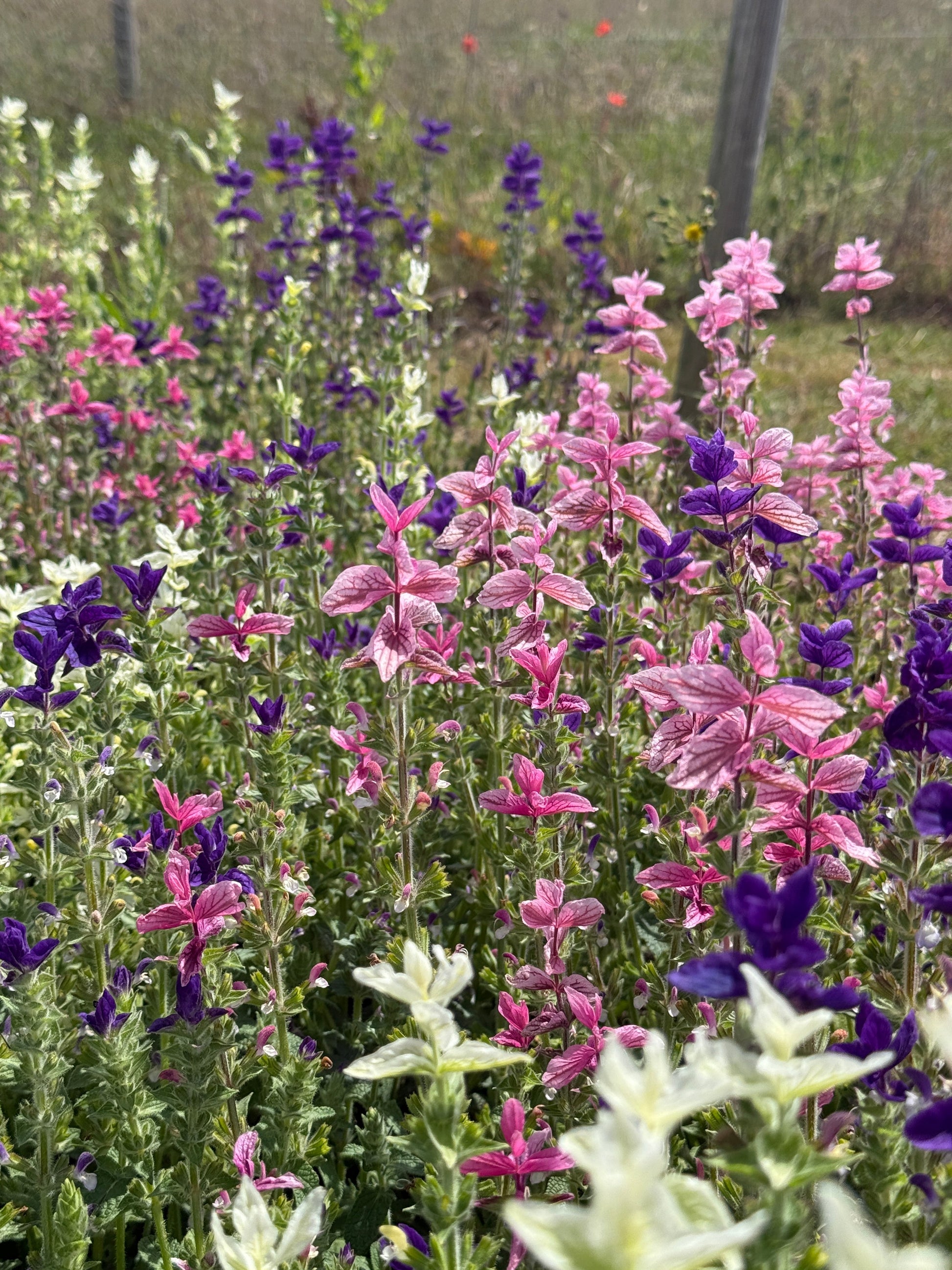 Clary Sage Crown Bouquet Mixed - REGN
