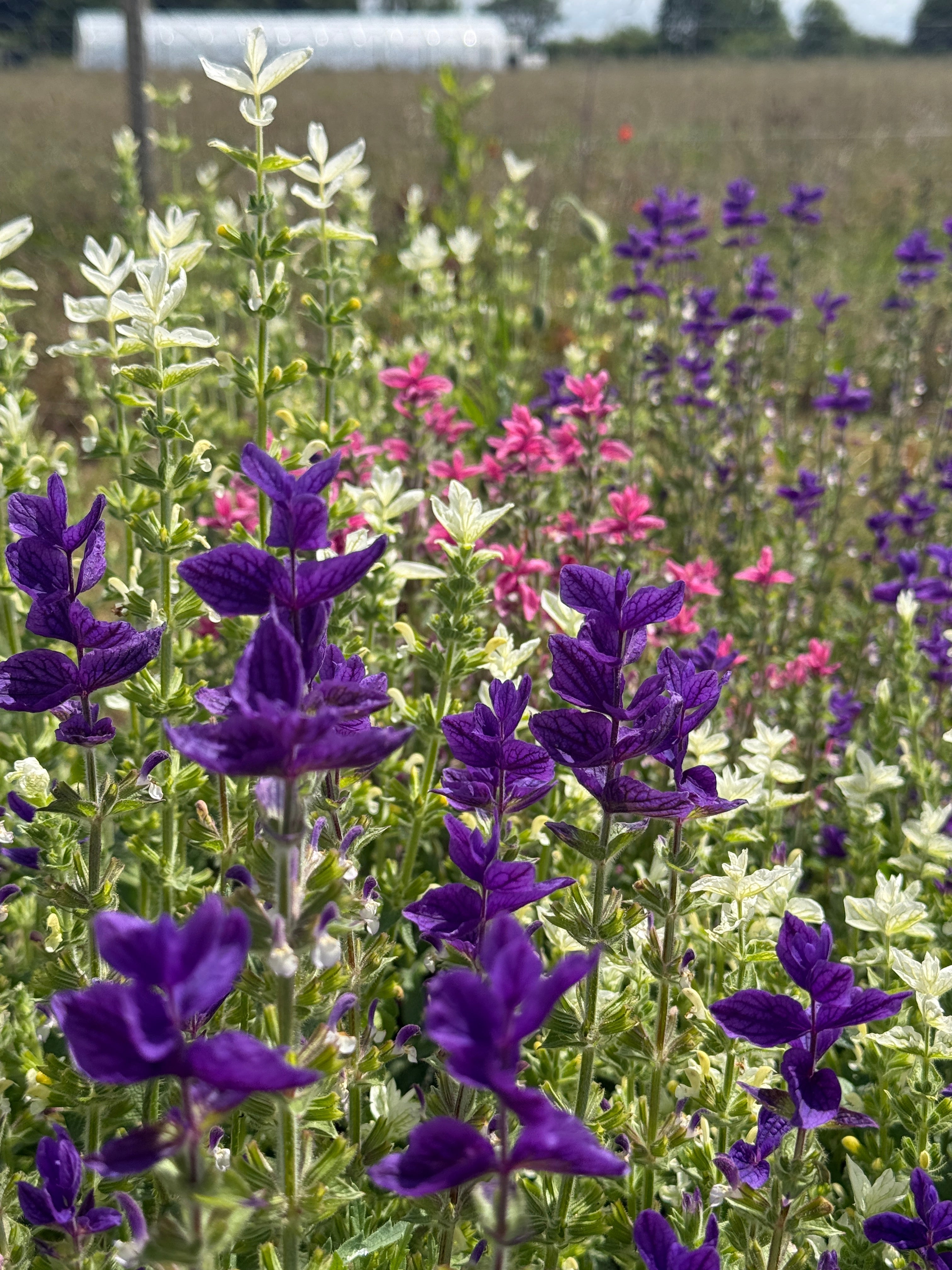 Clary Sage Crown Bouquet Mixed - REGN