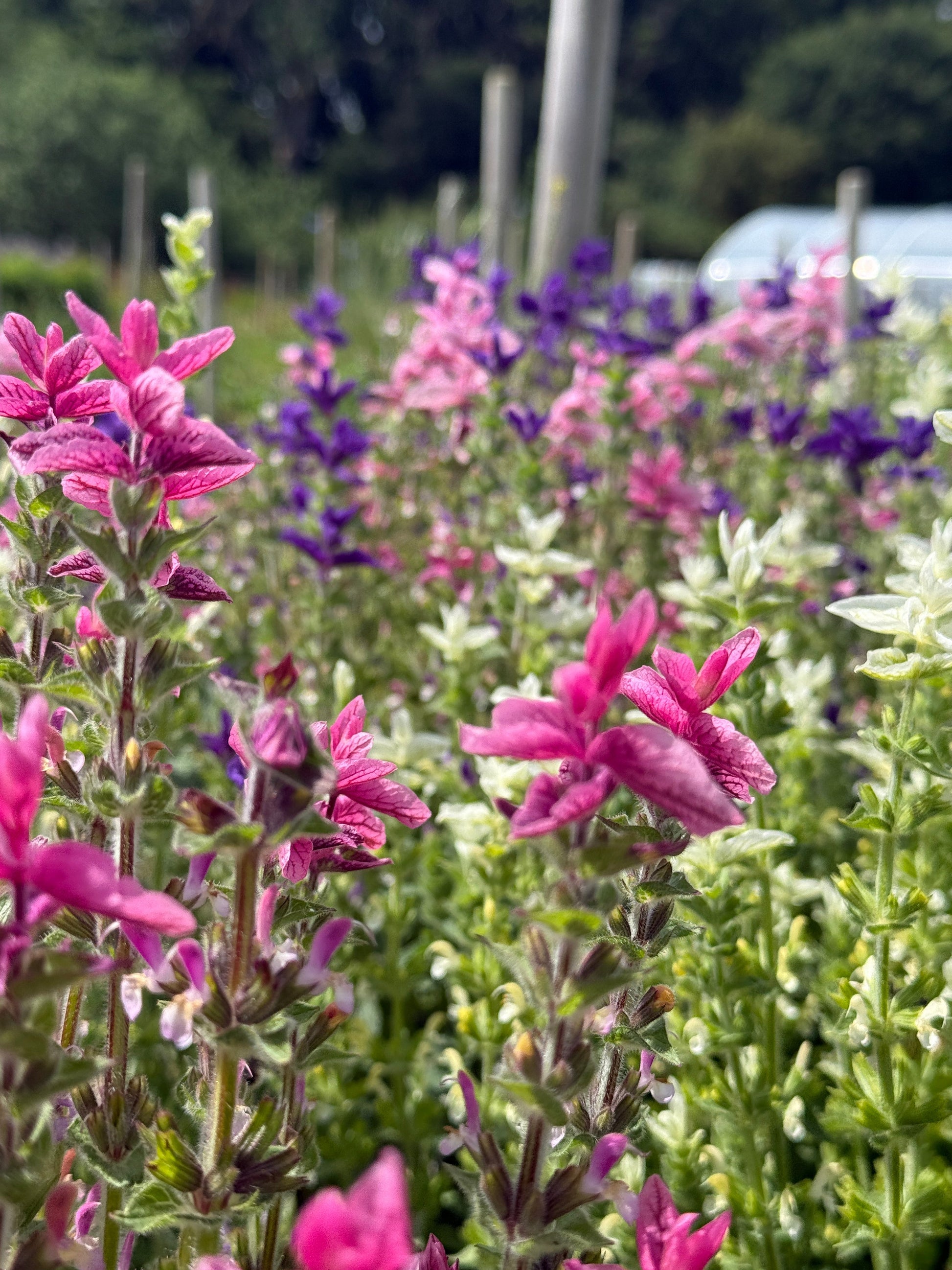 Clary Sage Crown Bouquet Mixed - REGN