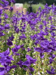 Clary Sage Oxford Blue - REGN