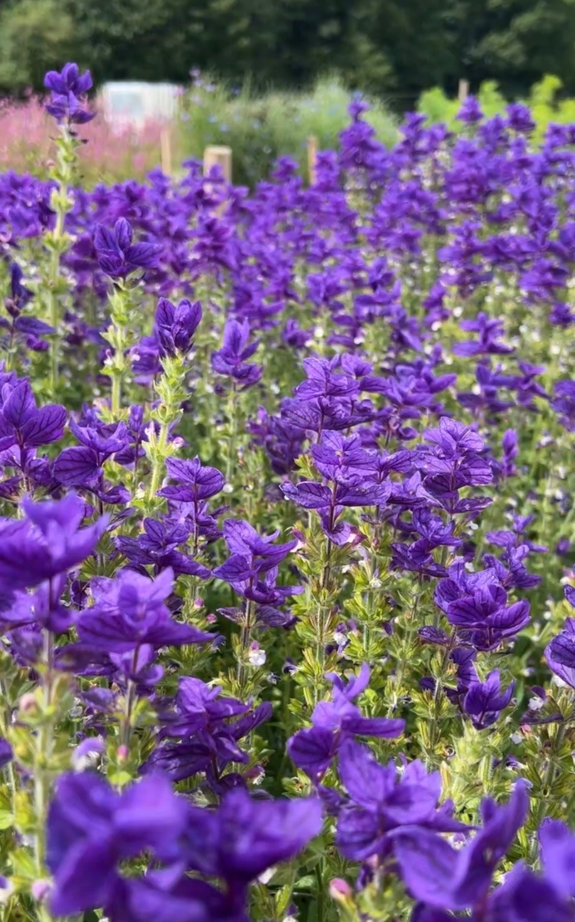 Clary Sage Oxford Blue - REGN