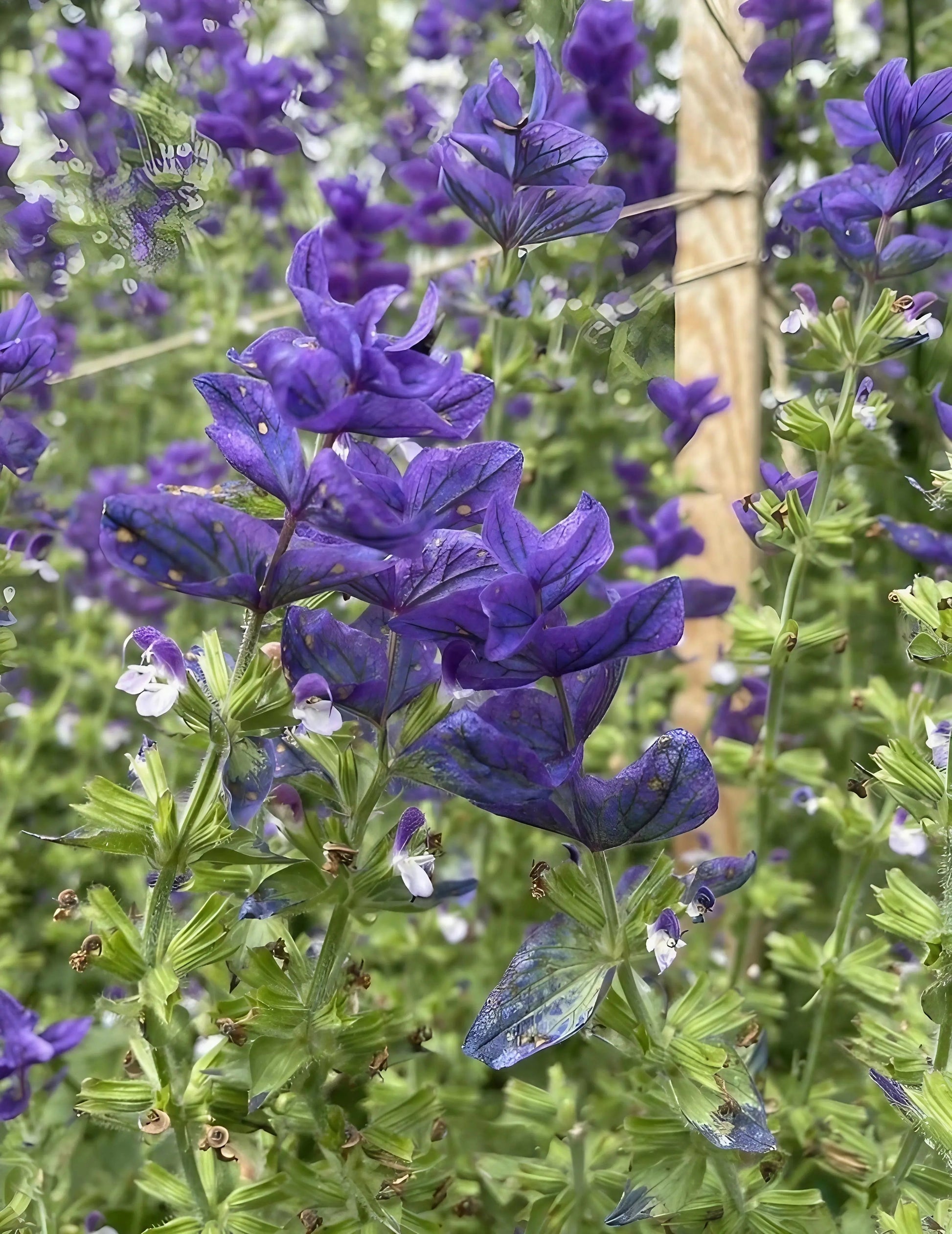 Clary Sage Oxford Blue - REGN