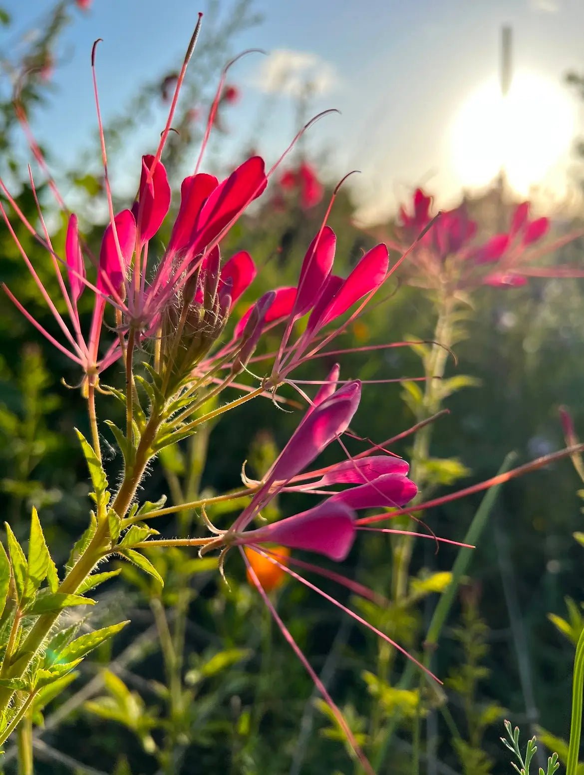 Cleome Cherry Queen - REGN