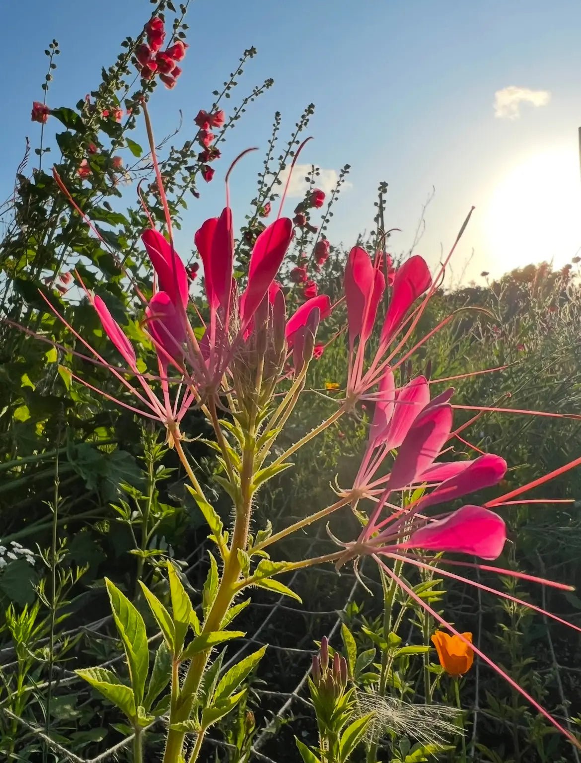 Cleome Cherry Queen - REGN
