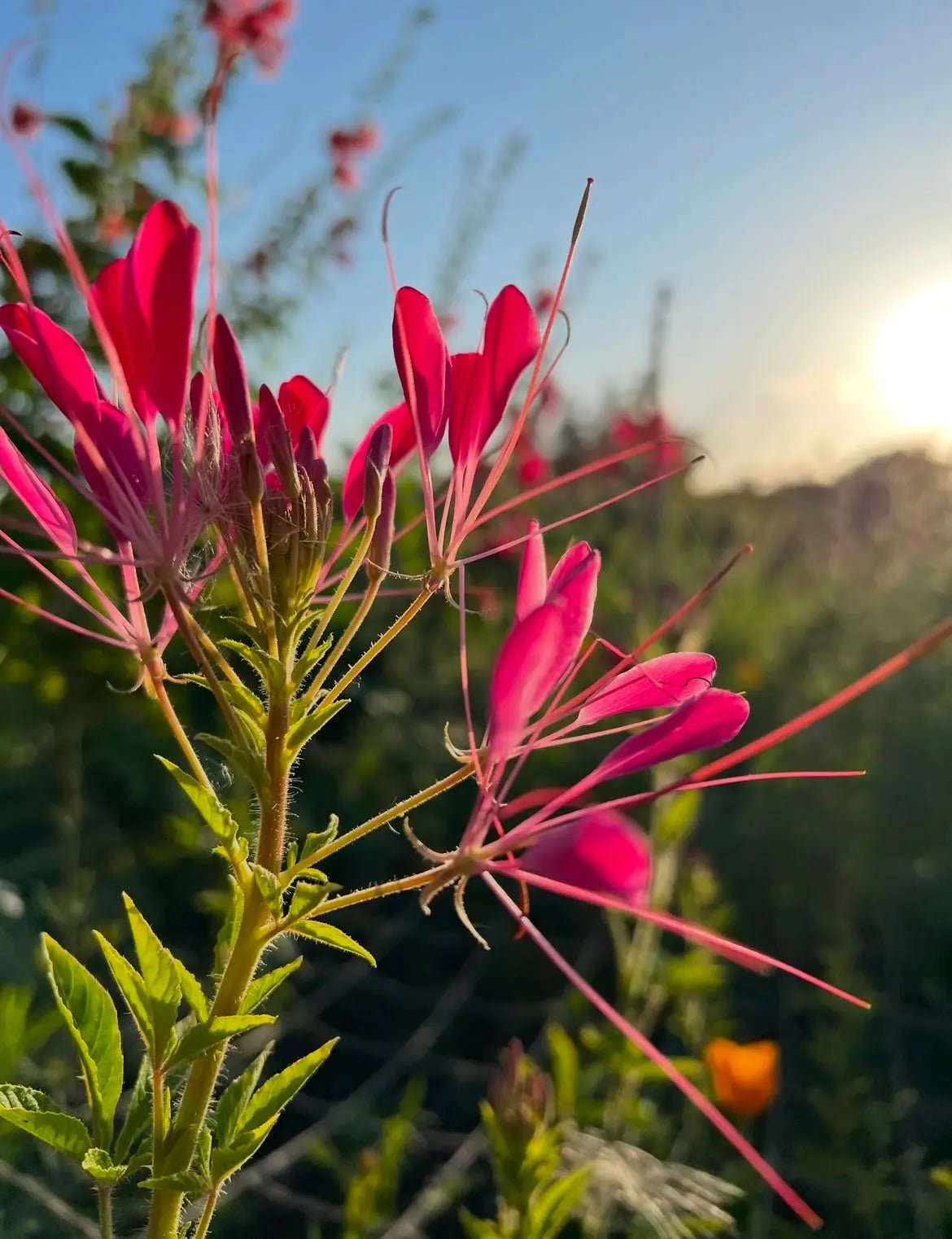 Cleome Cherry Queen - REGN