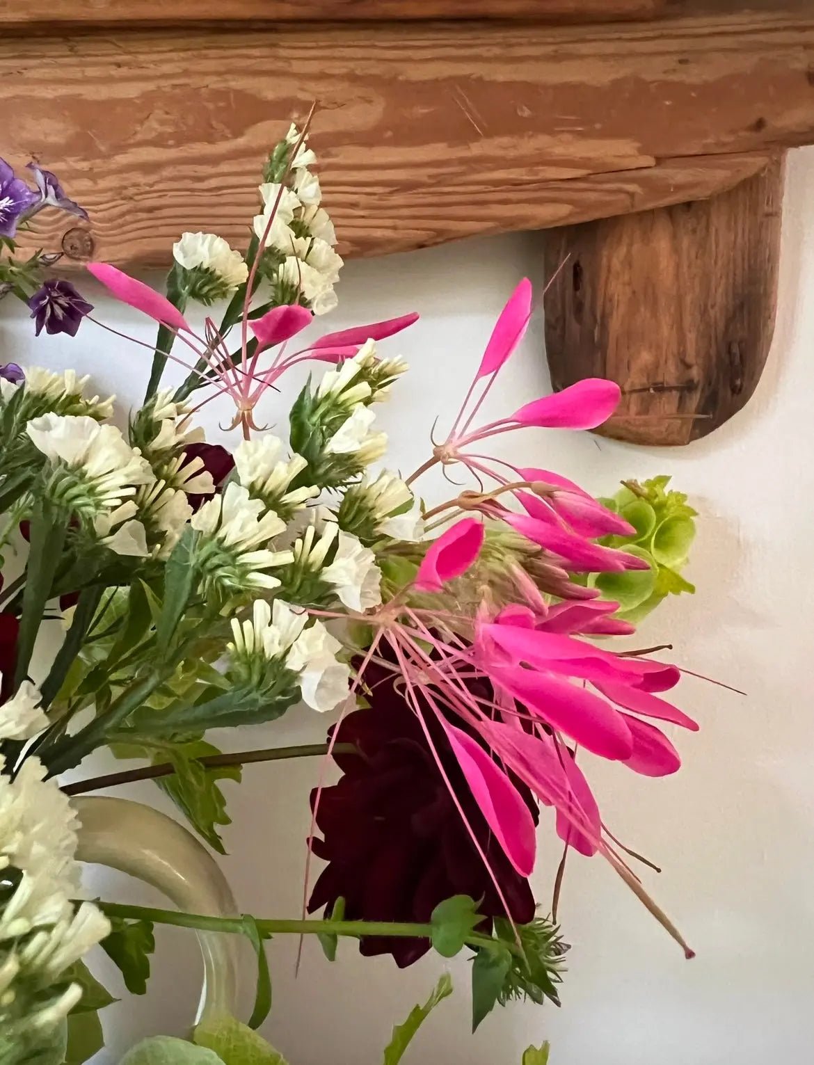 Cleome Cherry Queen - REGN
