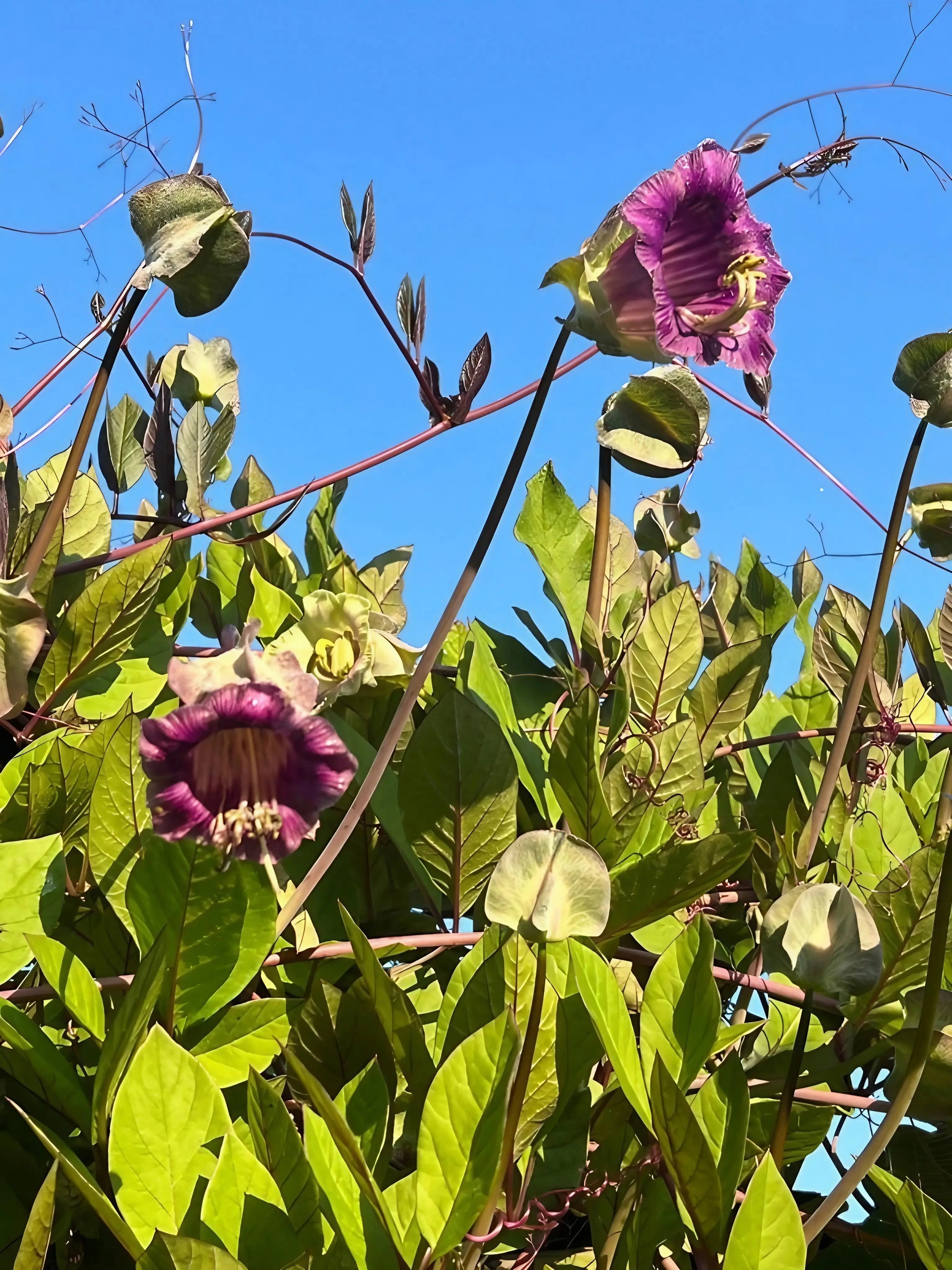 Cobaea scandens Purple - REGN