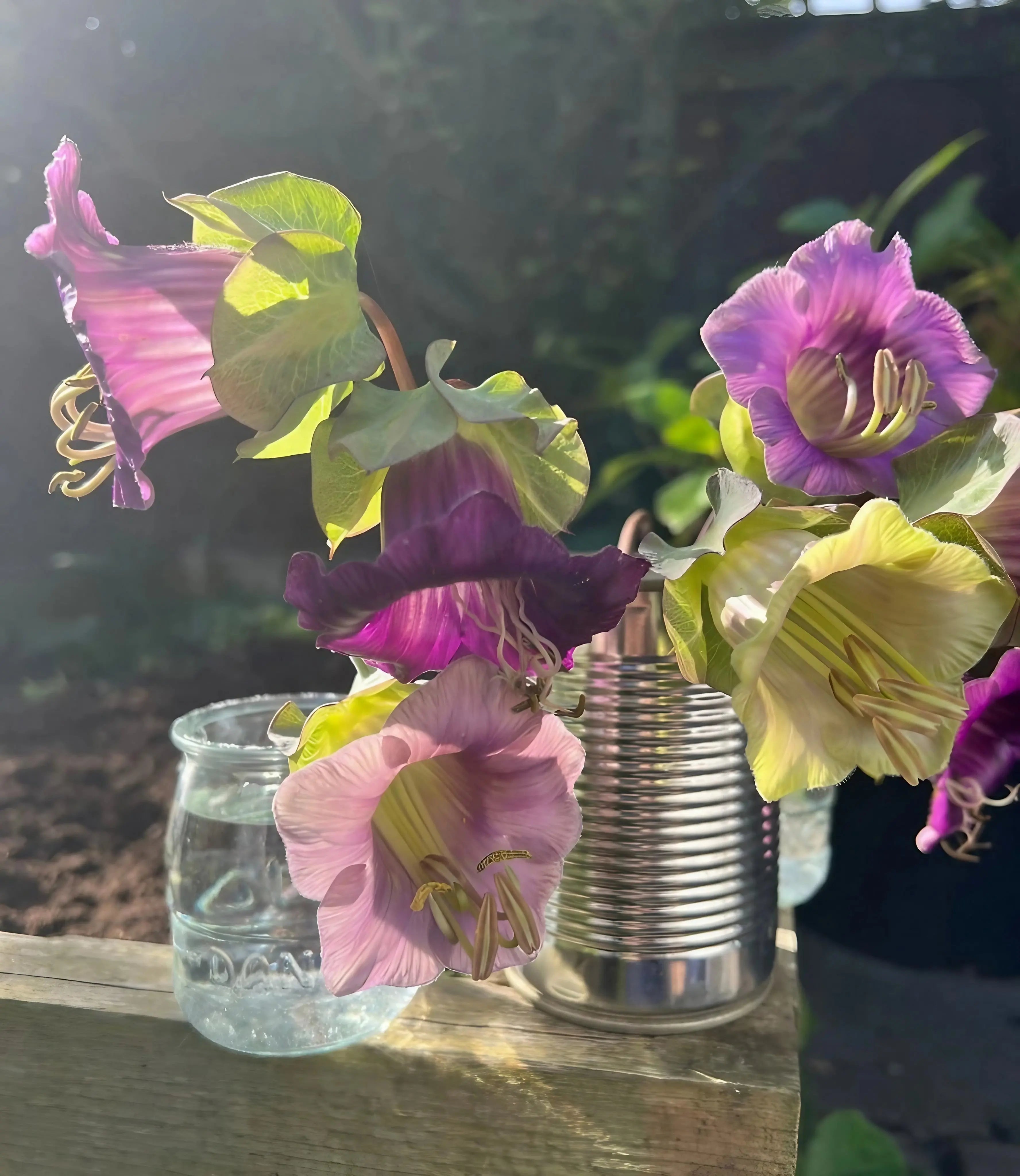 Cobaea scandens Purple - REGN