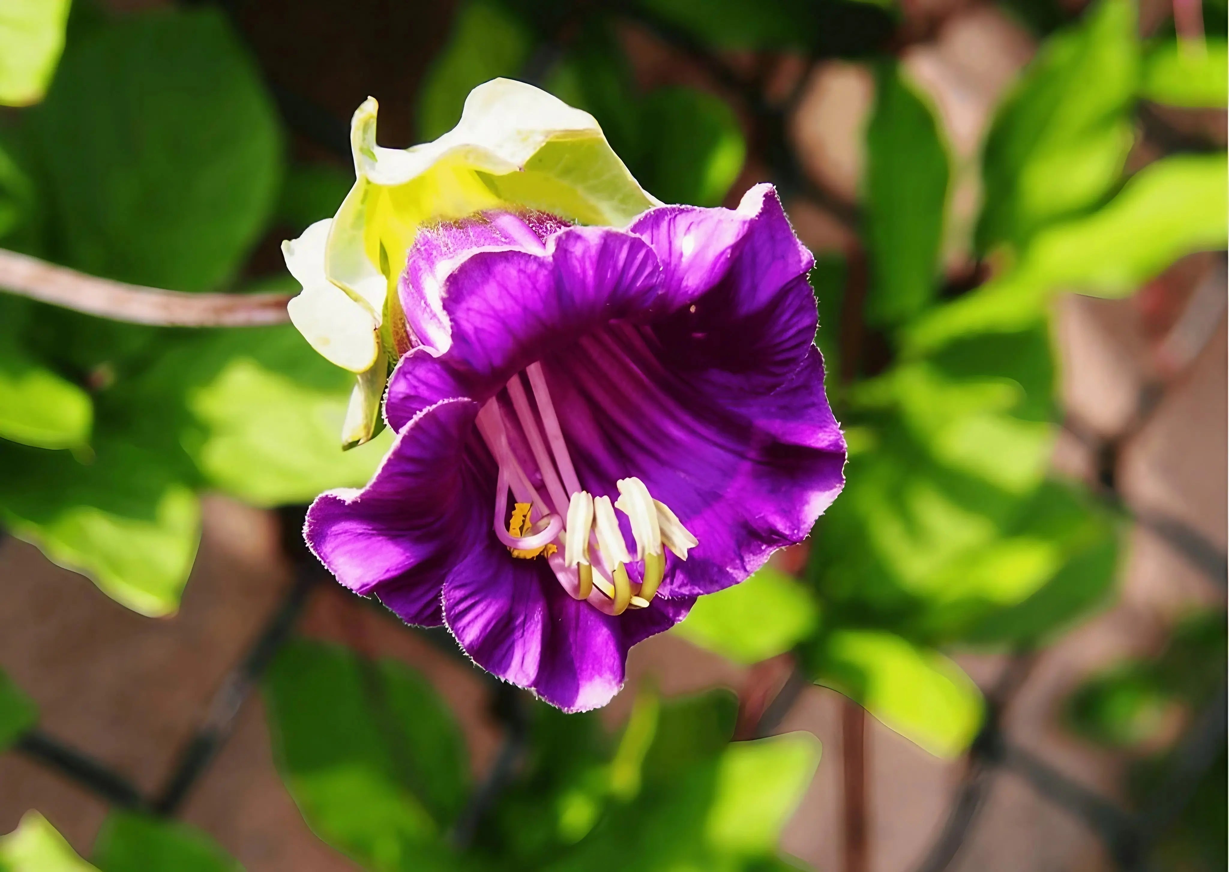 Cobaea scandens Purple - REGN
