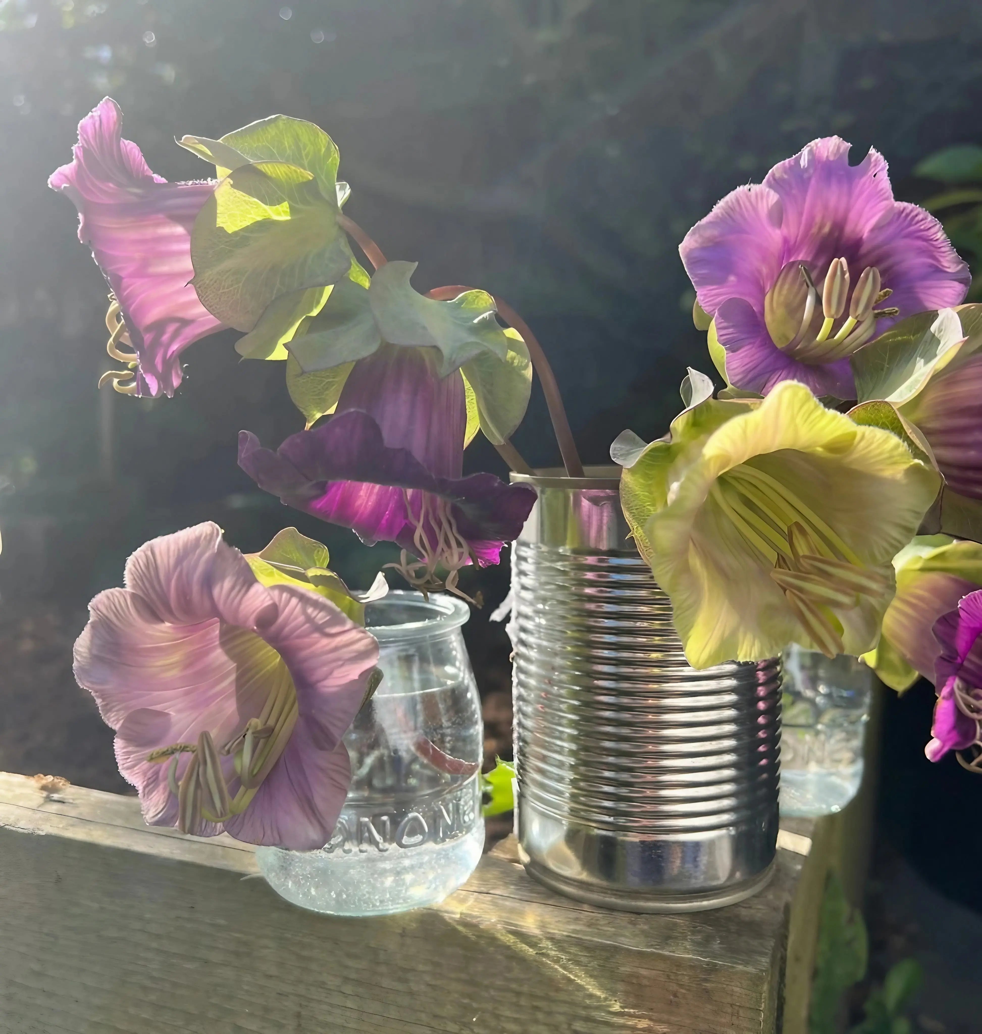 Cobaea scandens Purple - REGN