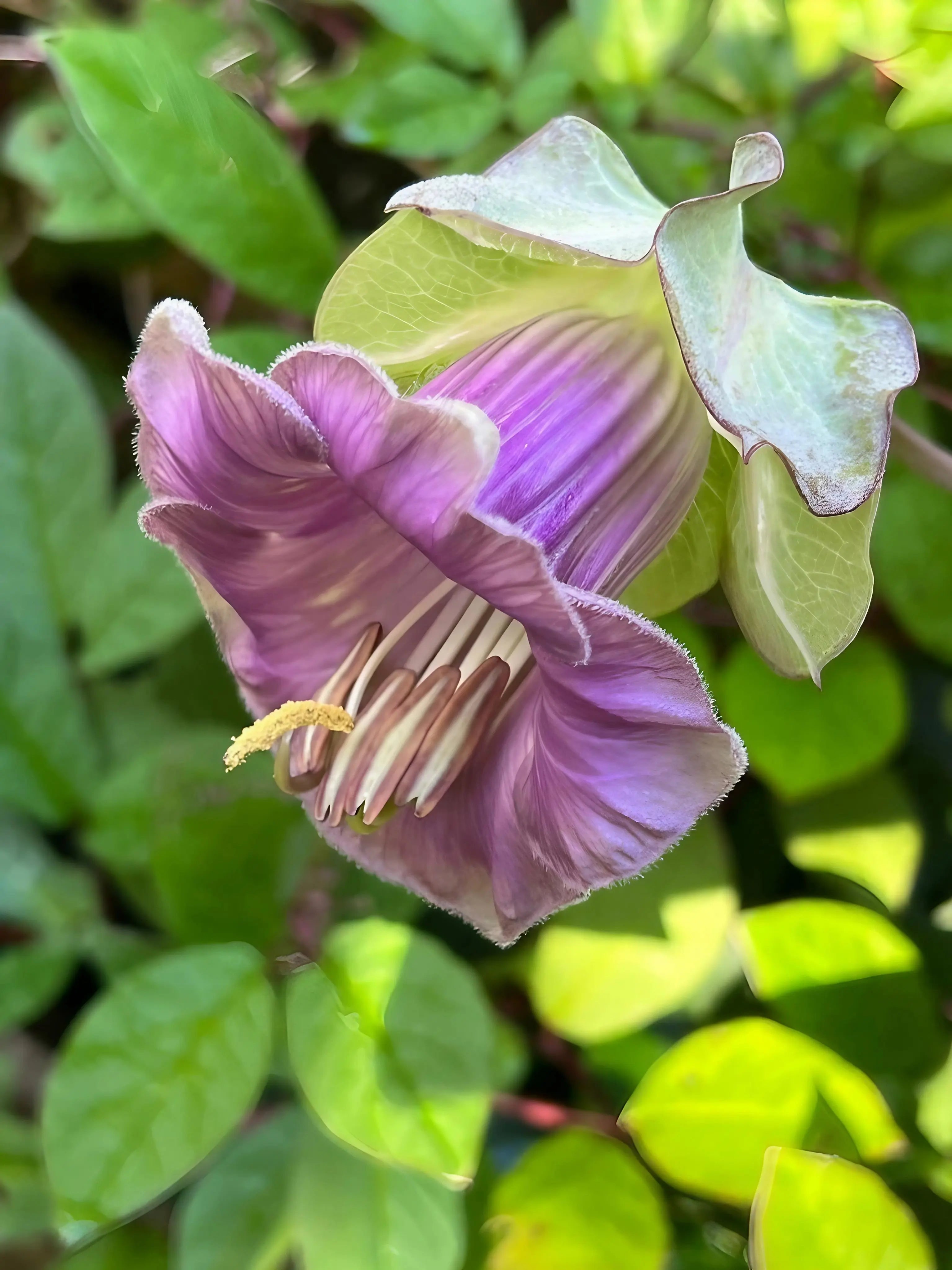Cobaea scandens Purple - REGN