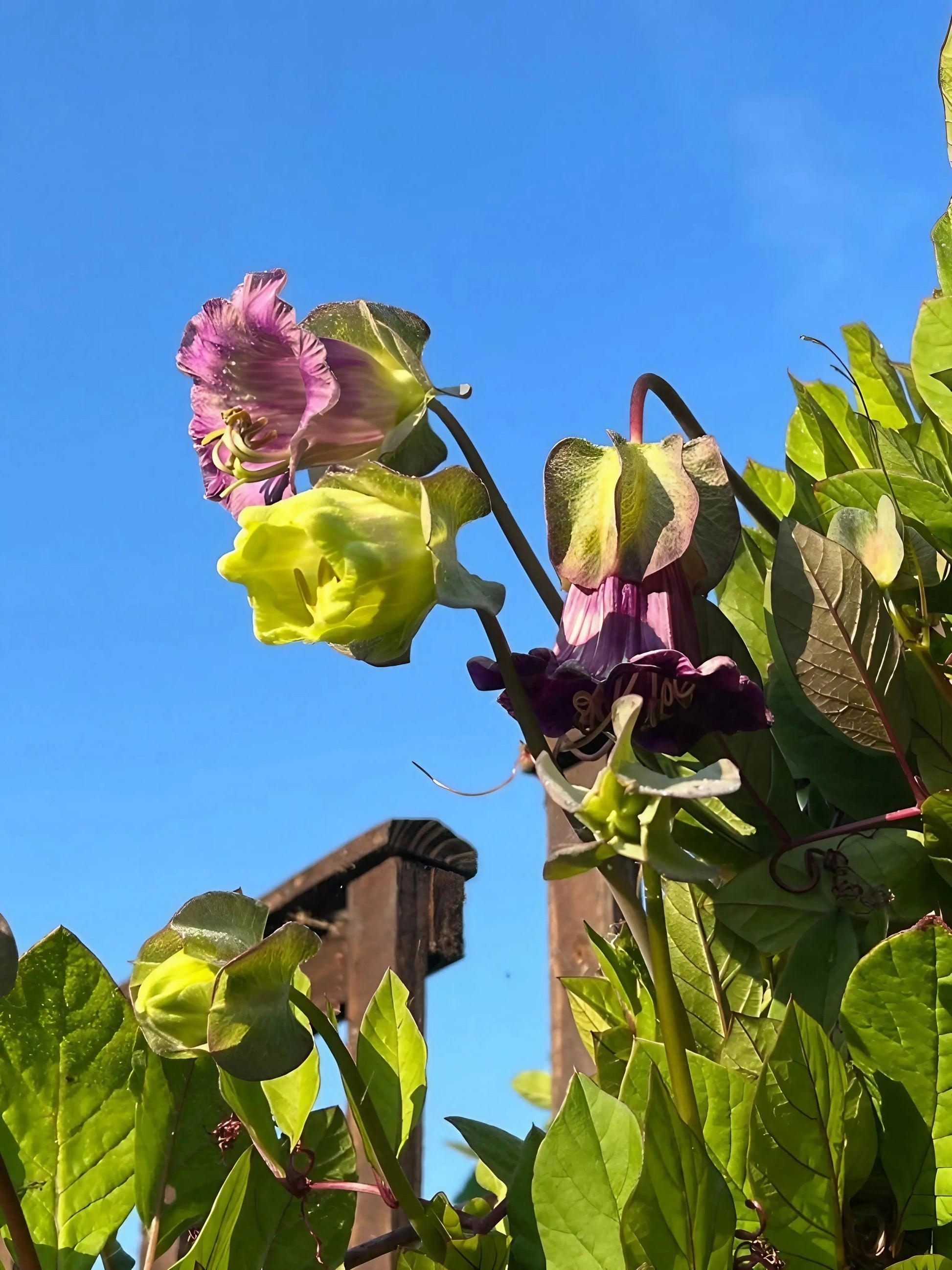Cobaea scandens Purple - REGN