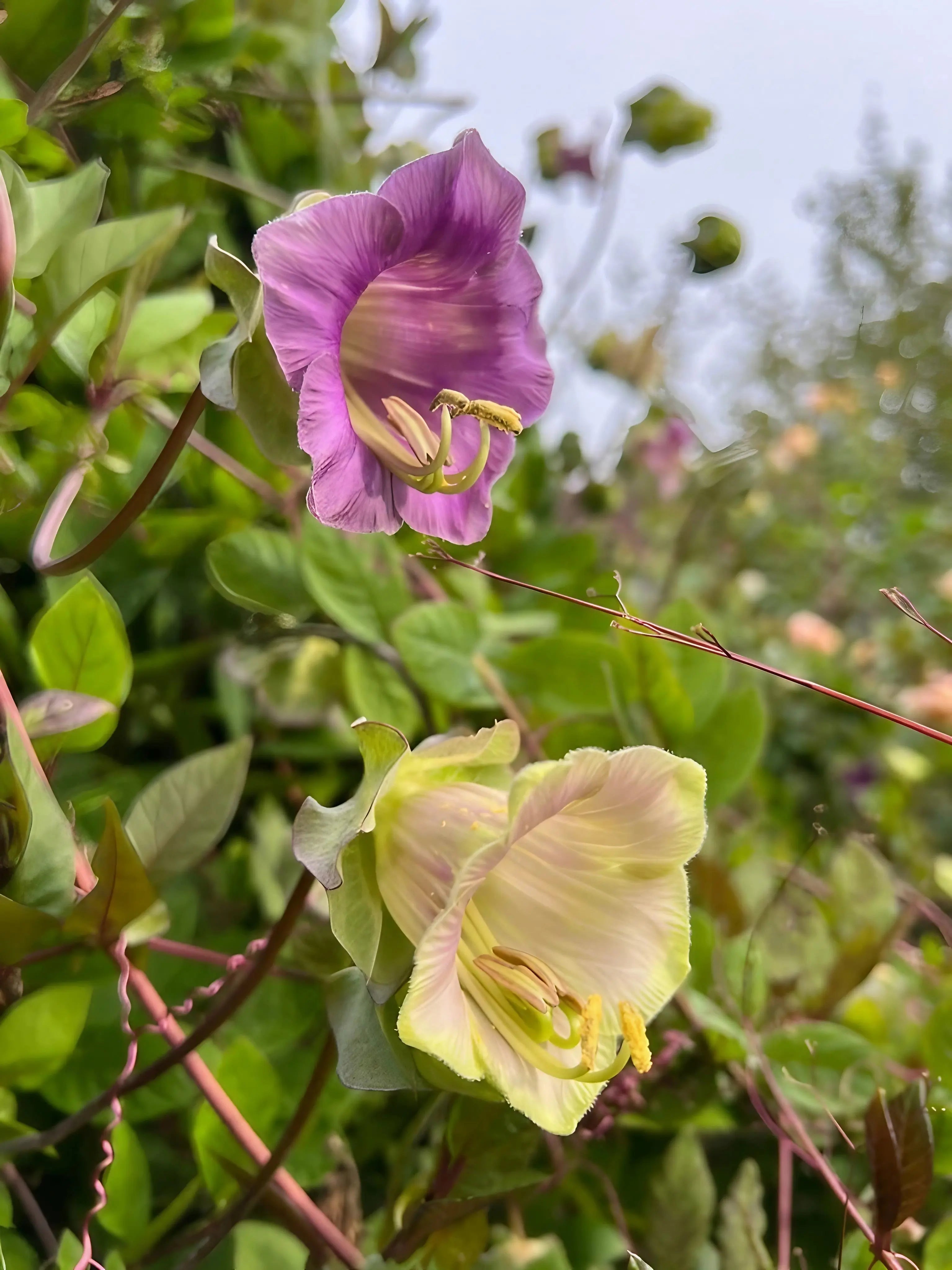 Cobaea scandens Purple - REGN