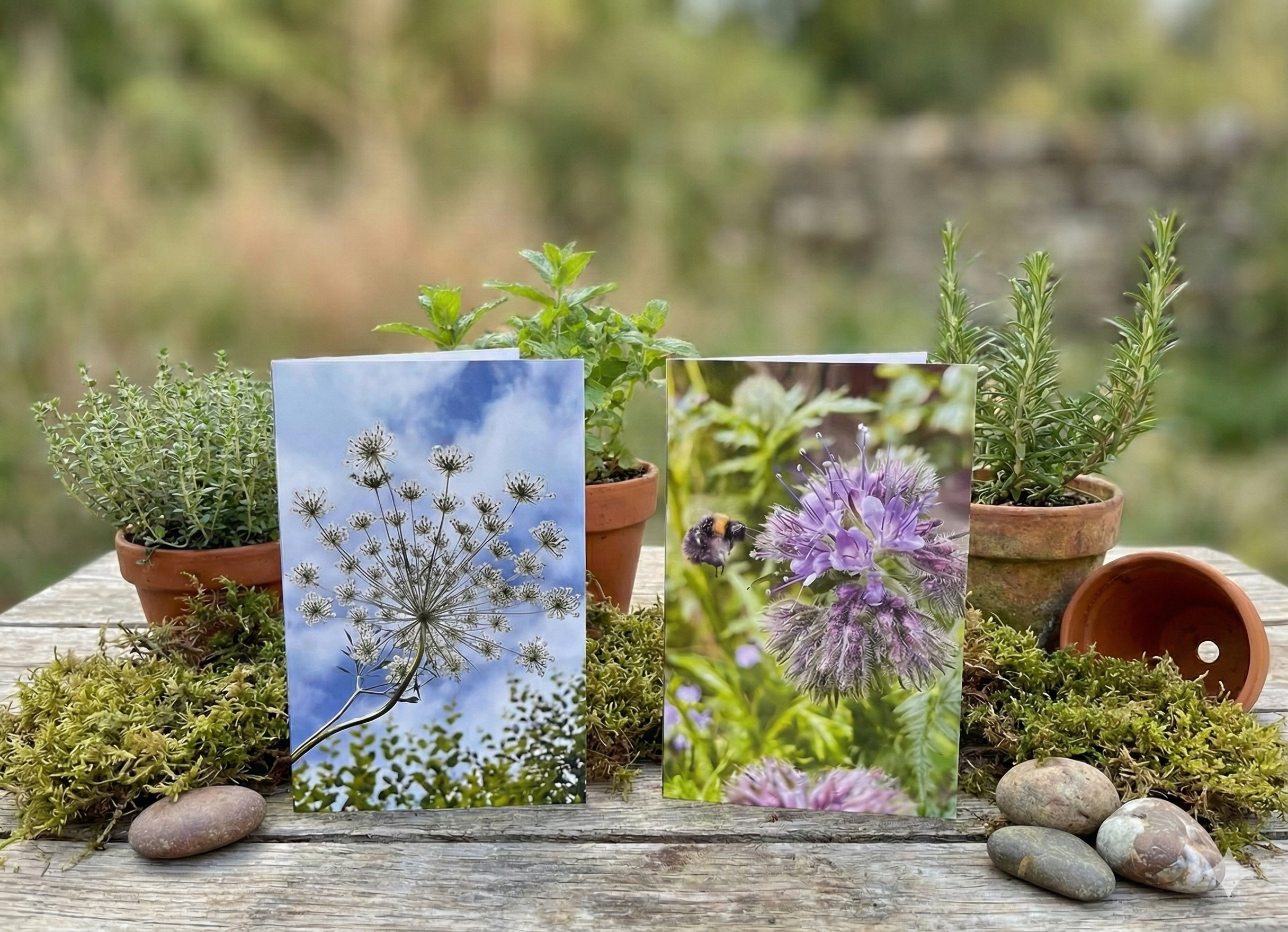 Collection of Four Greeting Cards - REGN