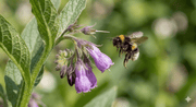 Comfrey - REGN