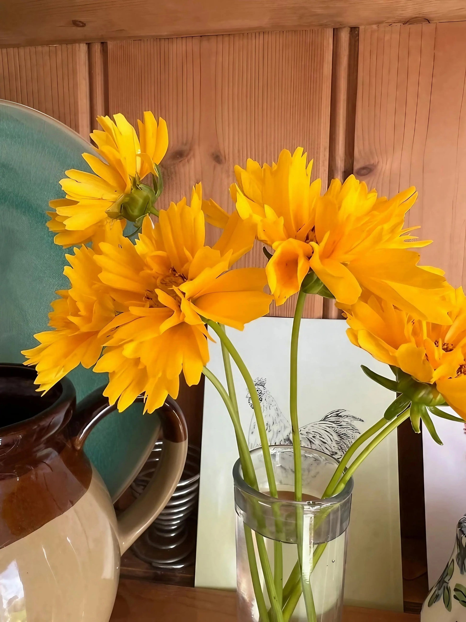 Coreopsis Early Sunrise - REGN