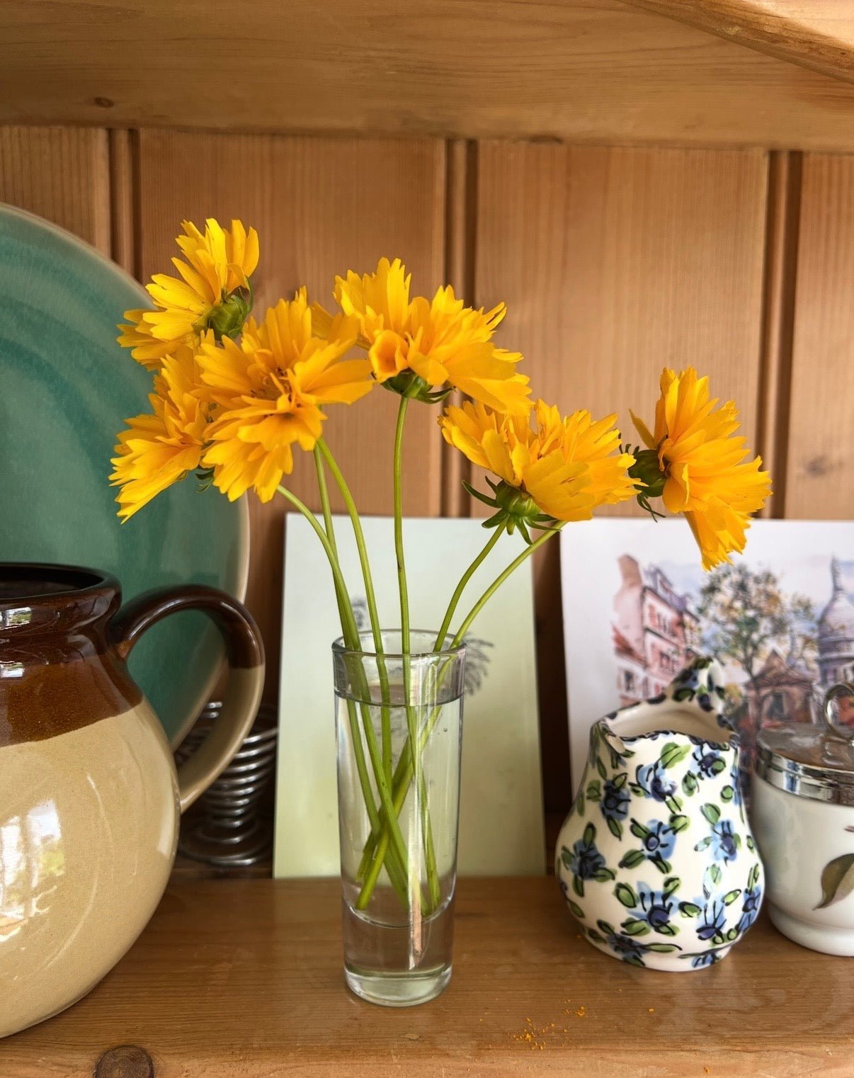 Coreopsis Early Sunrise - REGN