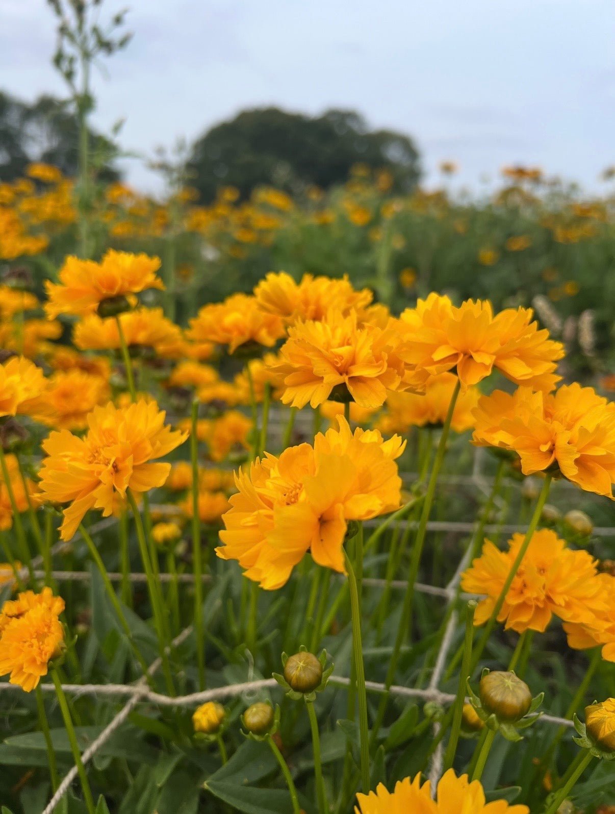 Coreopsis Early Sunrise - REGN