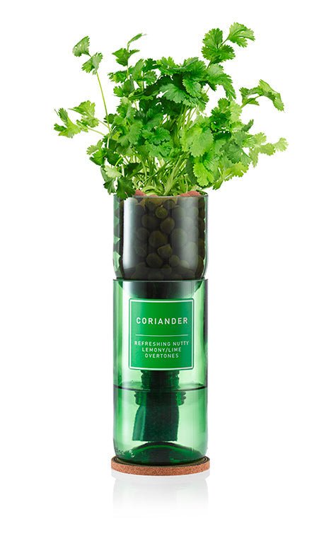 Coriander - REGN