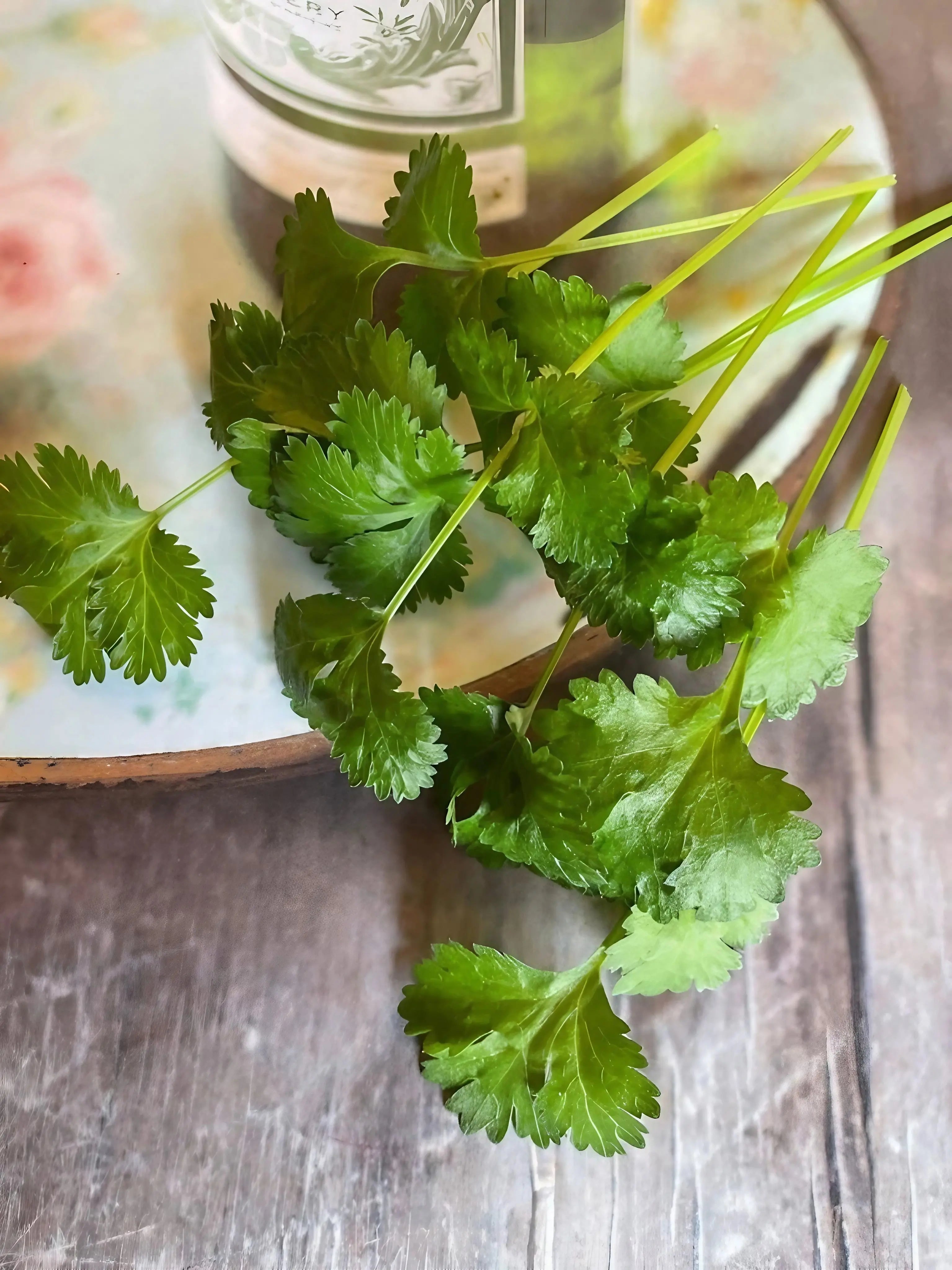 Coriander 'Slow Bolt' - REGN