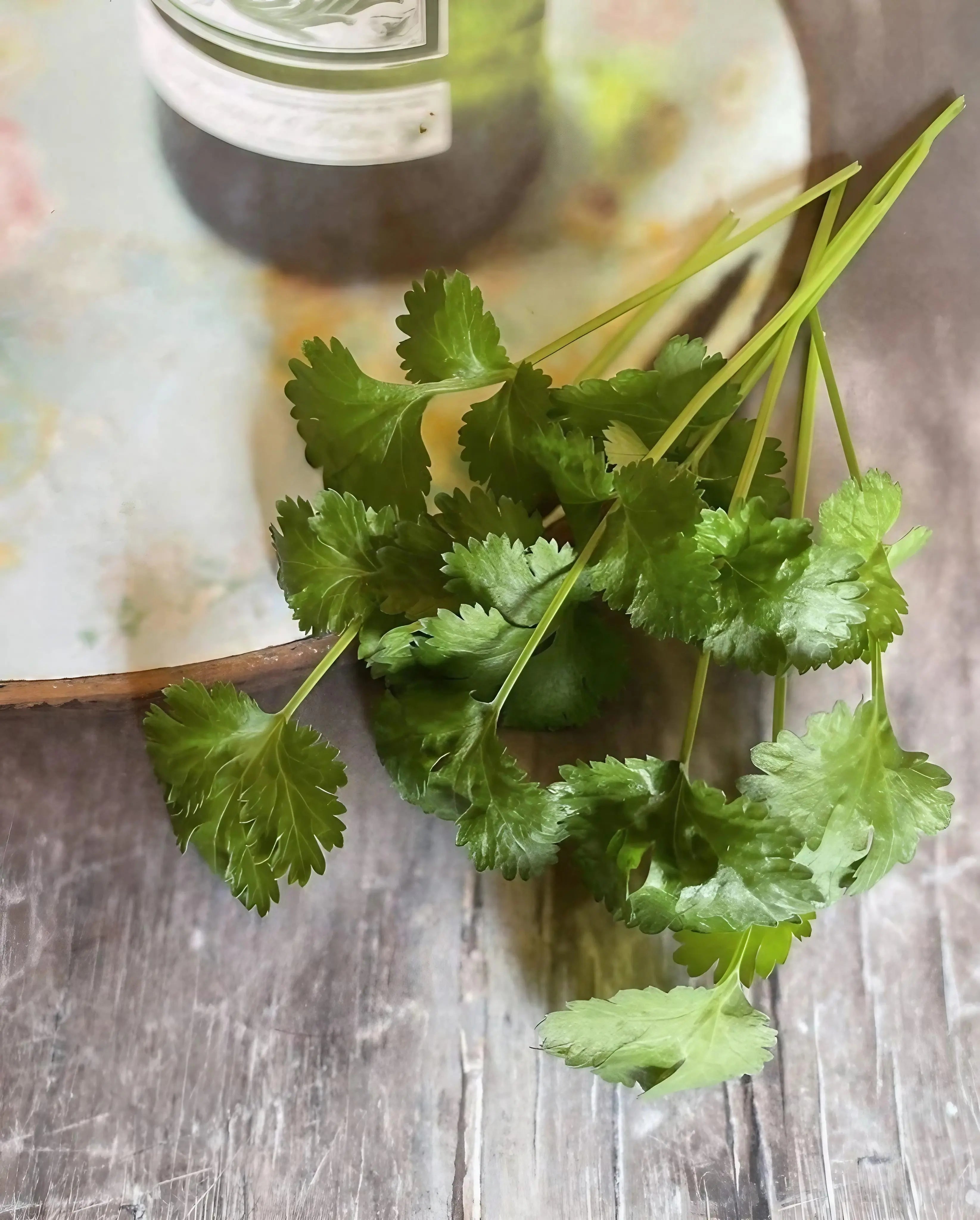 Coriander 'Slow Bolt' - REGN