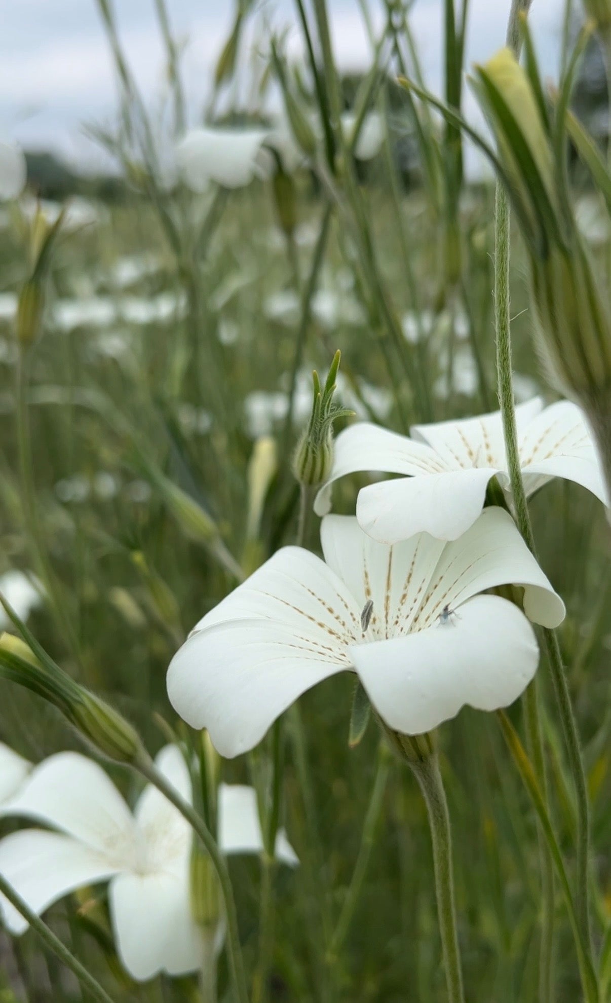 Corncockle Bianca - REGN