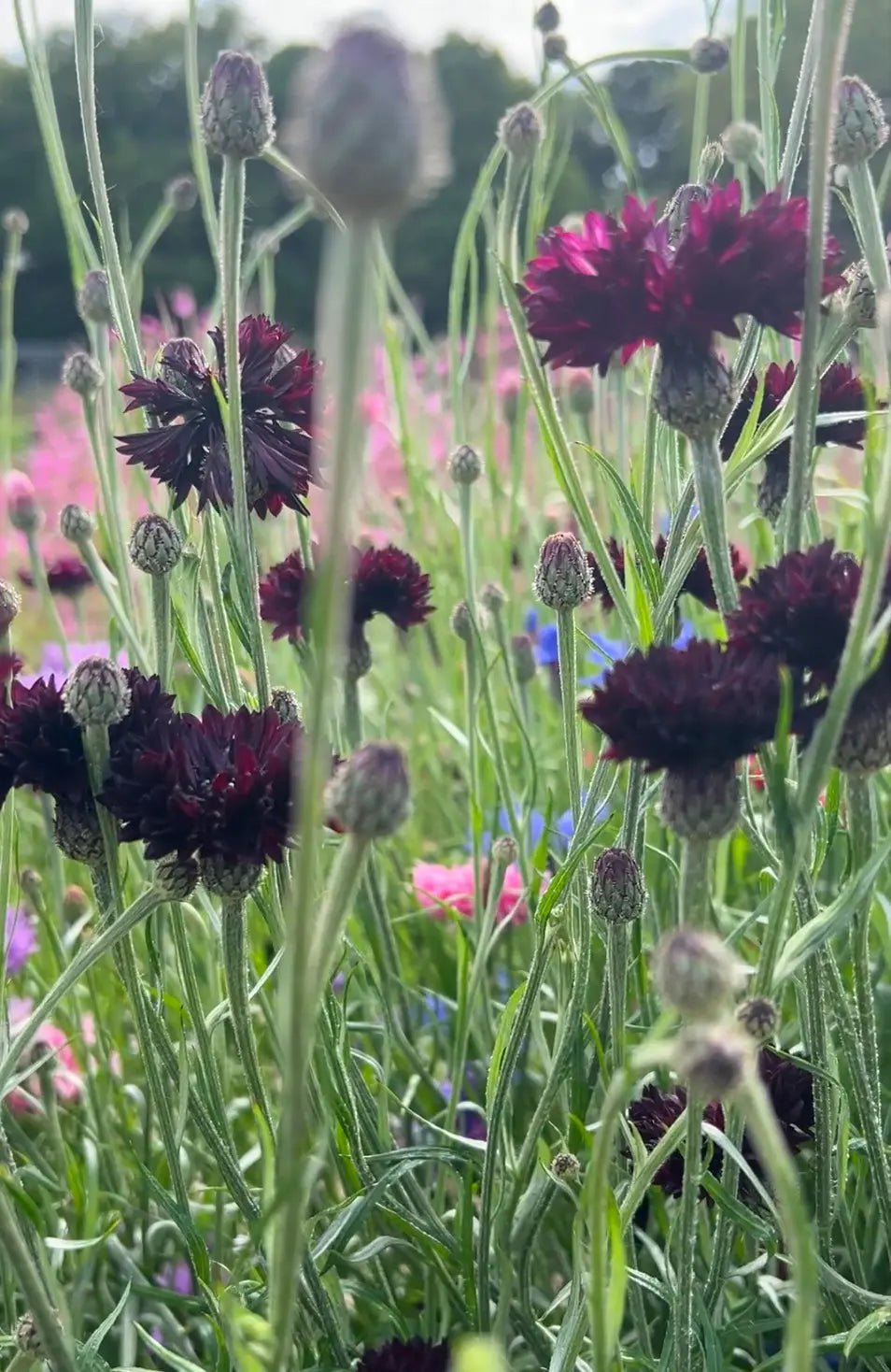 Cornflower Black Ball - REGN