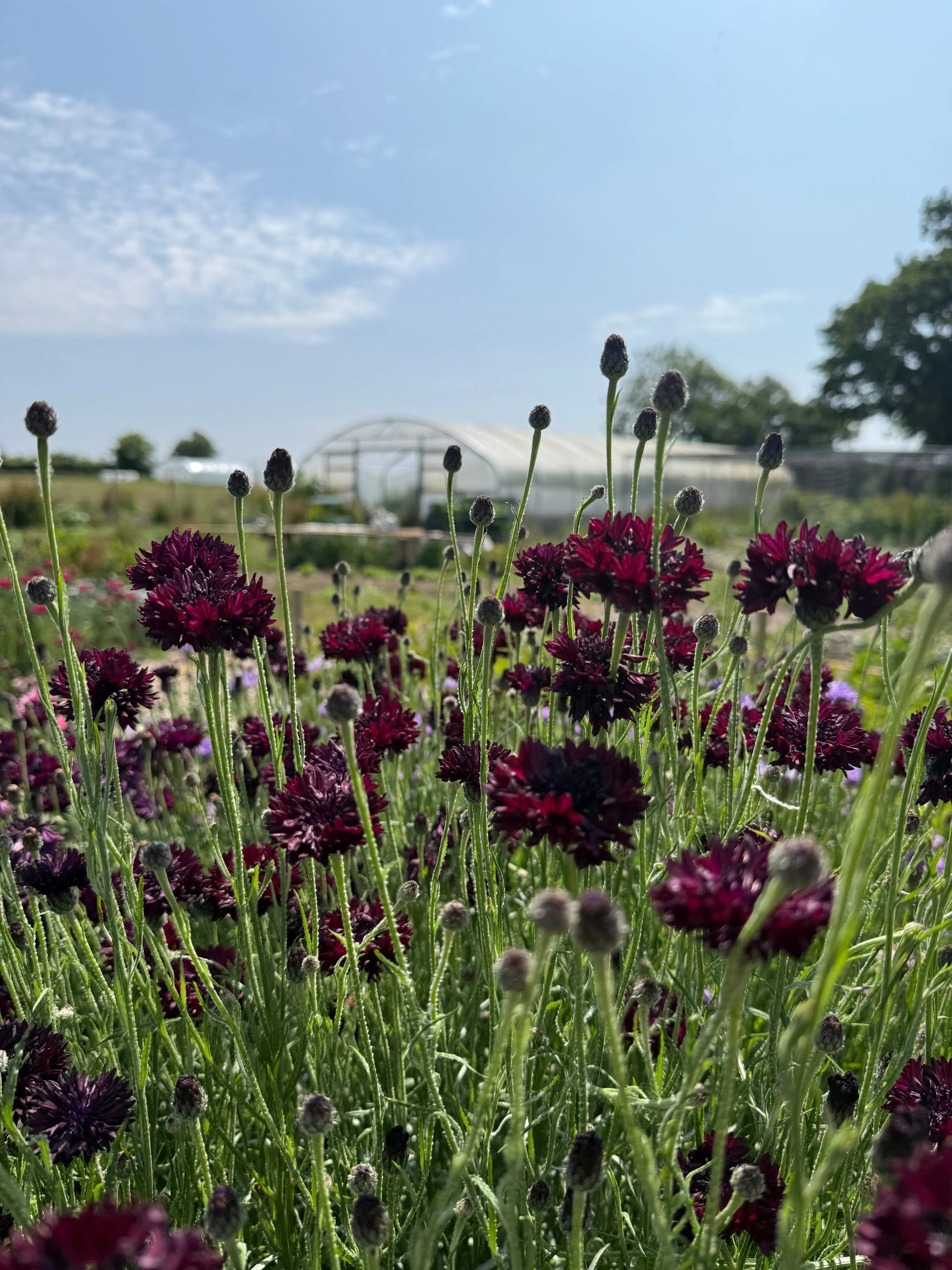 Cornflower Black Ball - REGN