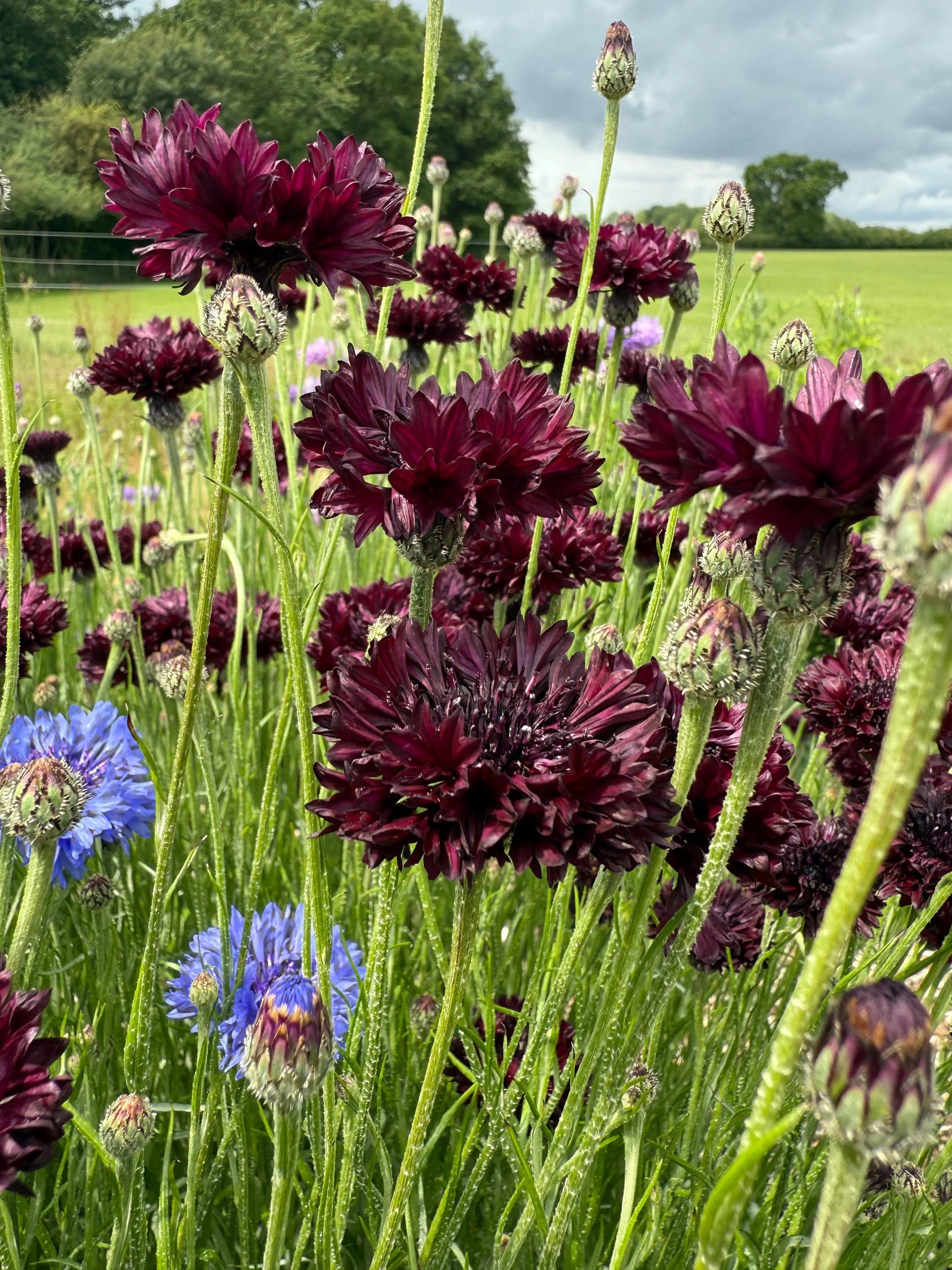 Cornflower Black Ball - REGN