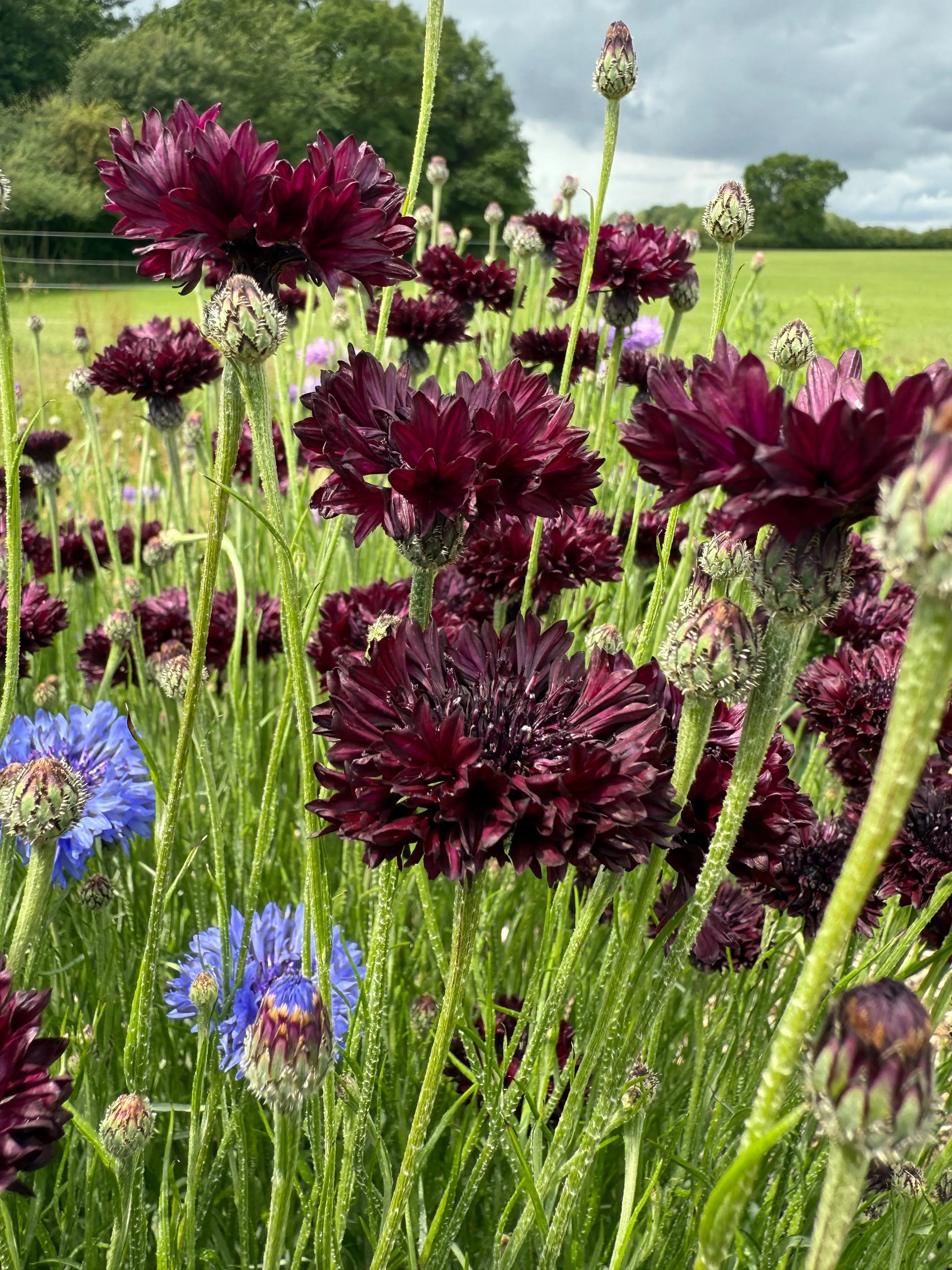 Cornflower Black Ball - REGN