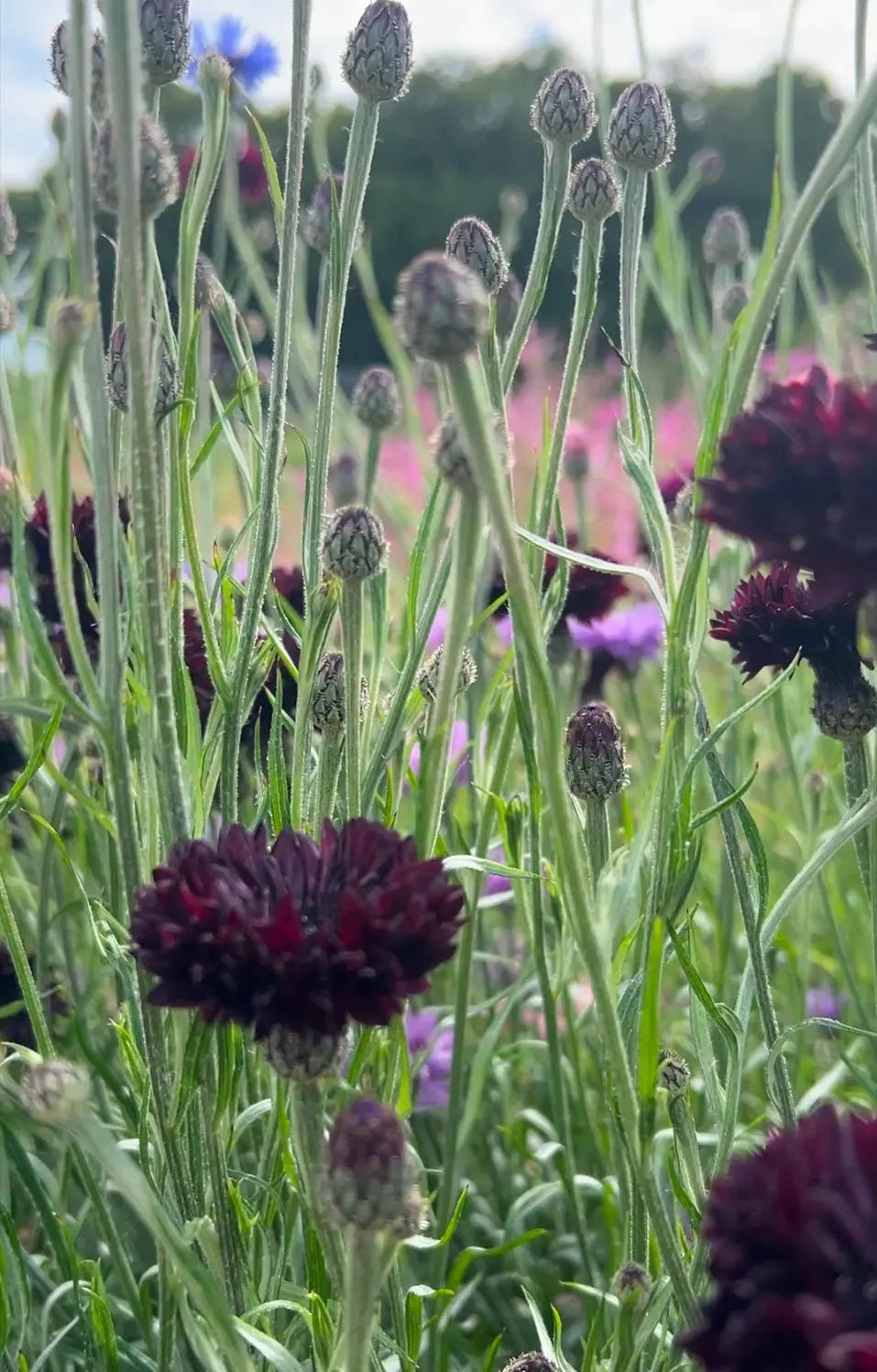 Cornflower Black Ball - REGN