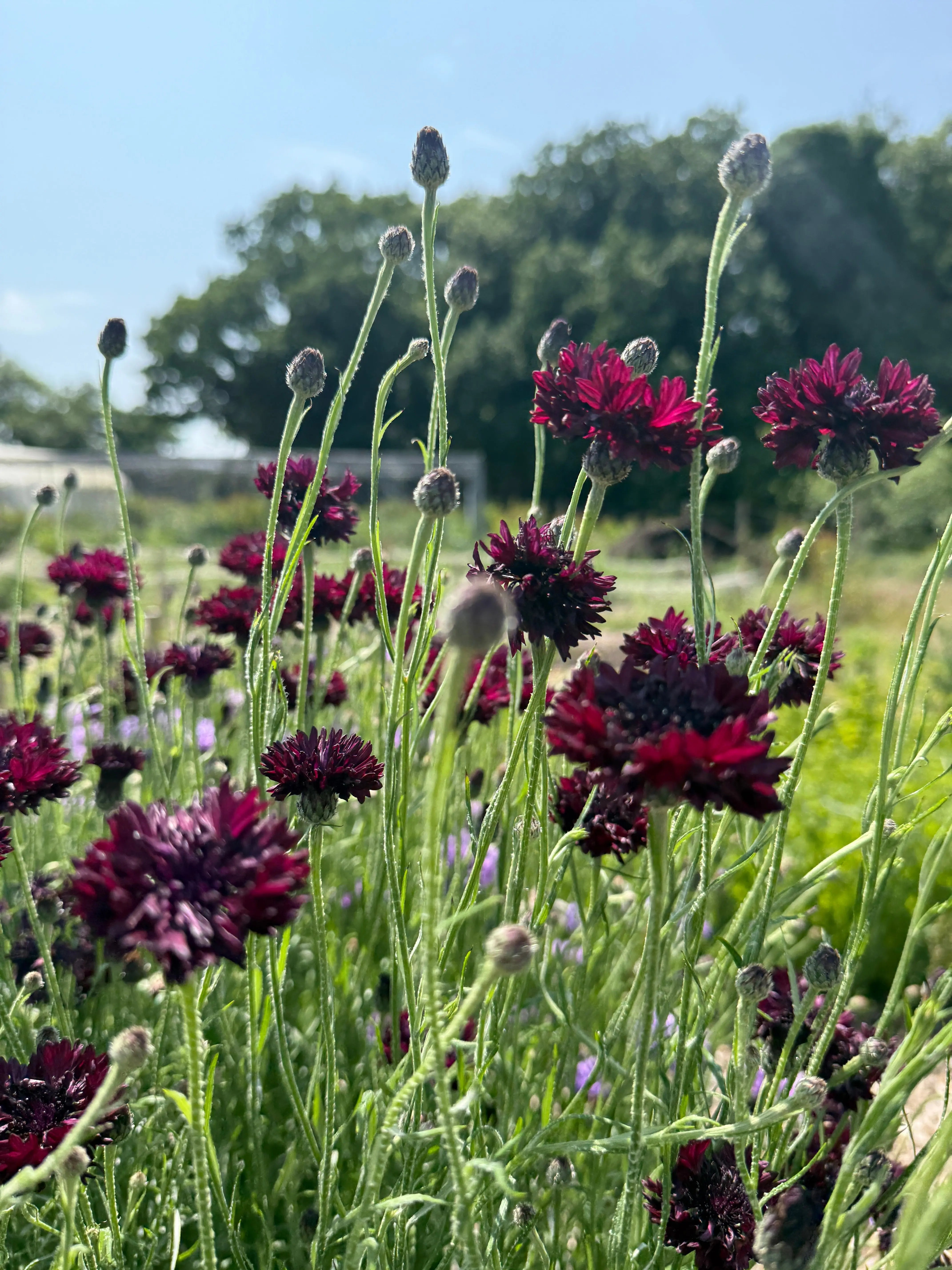 Cornflower Black Ball - REGN