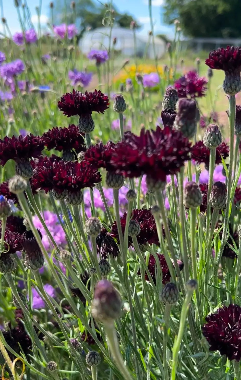 Cornflower Black Ball - REGN