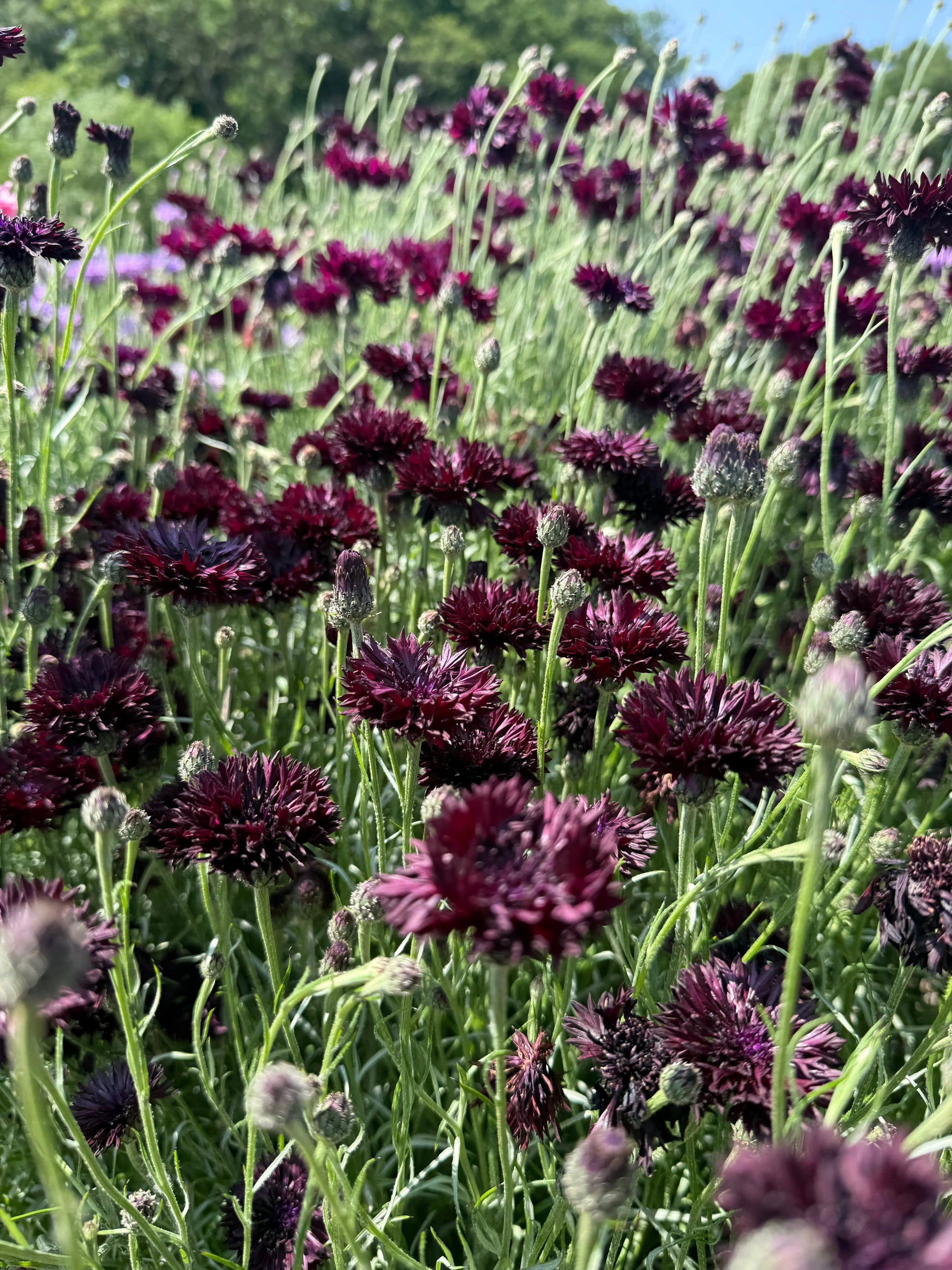 Cornflower Black Ball - REGN