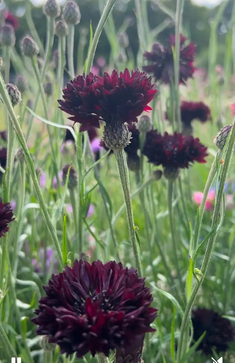 Cornflower Black Ball - REGN