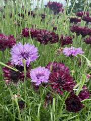 Cornflower Black & Mauve Mix - REGN