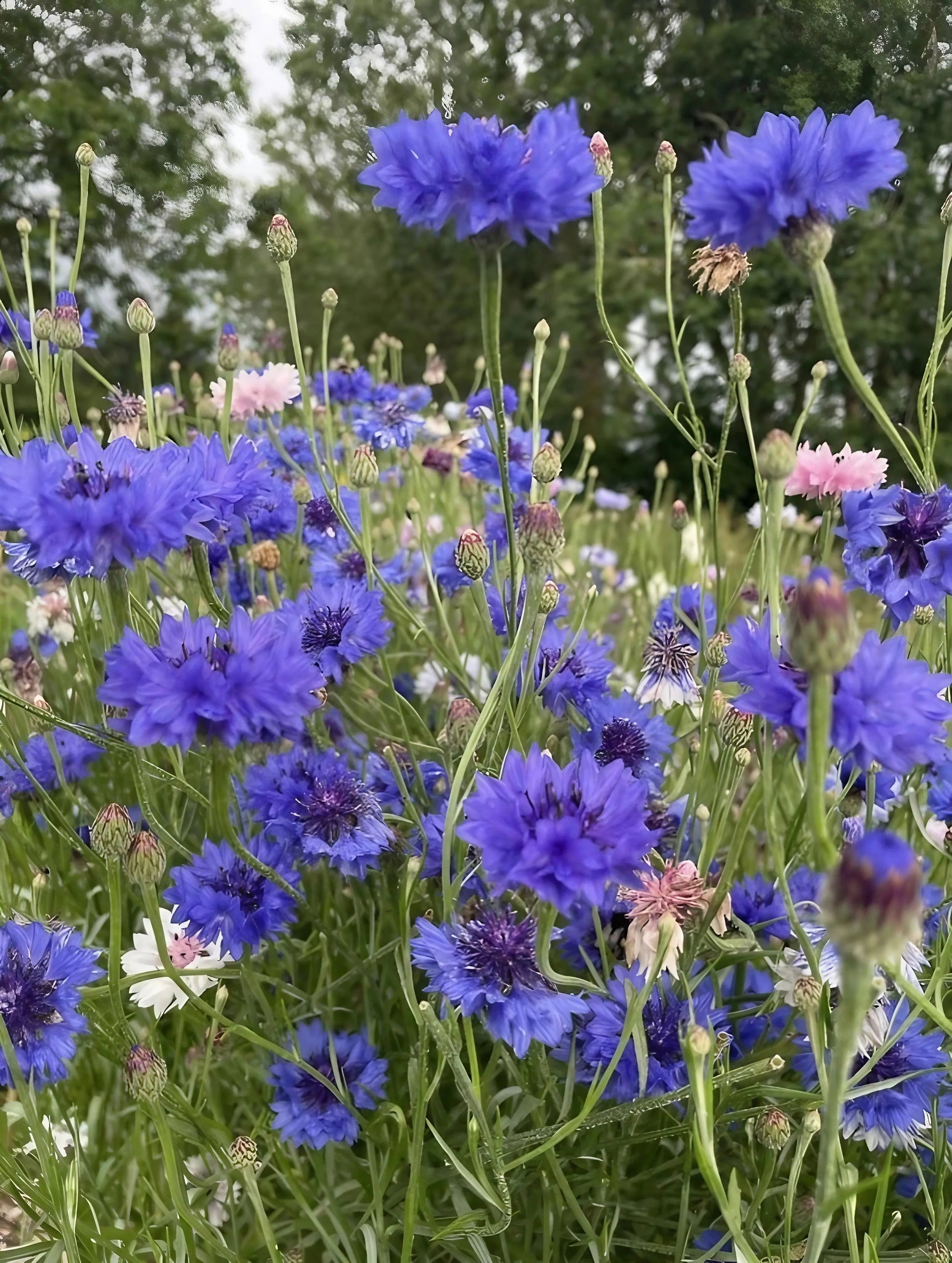 Cornflower Blue Ball - REGN
