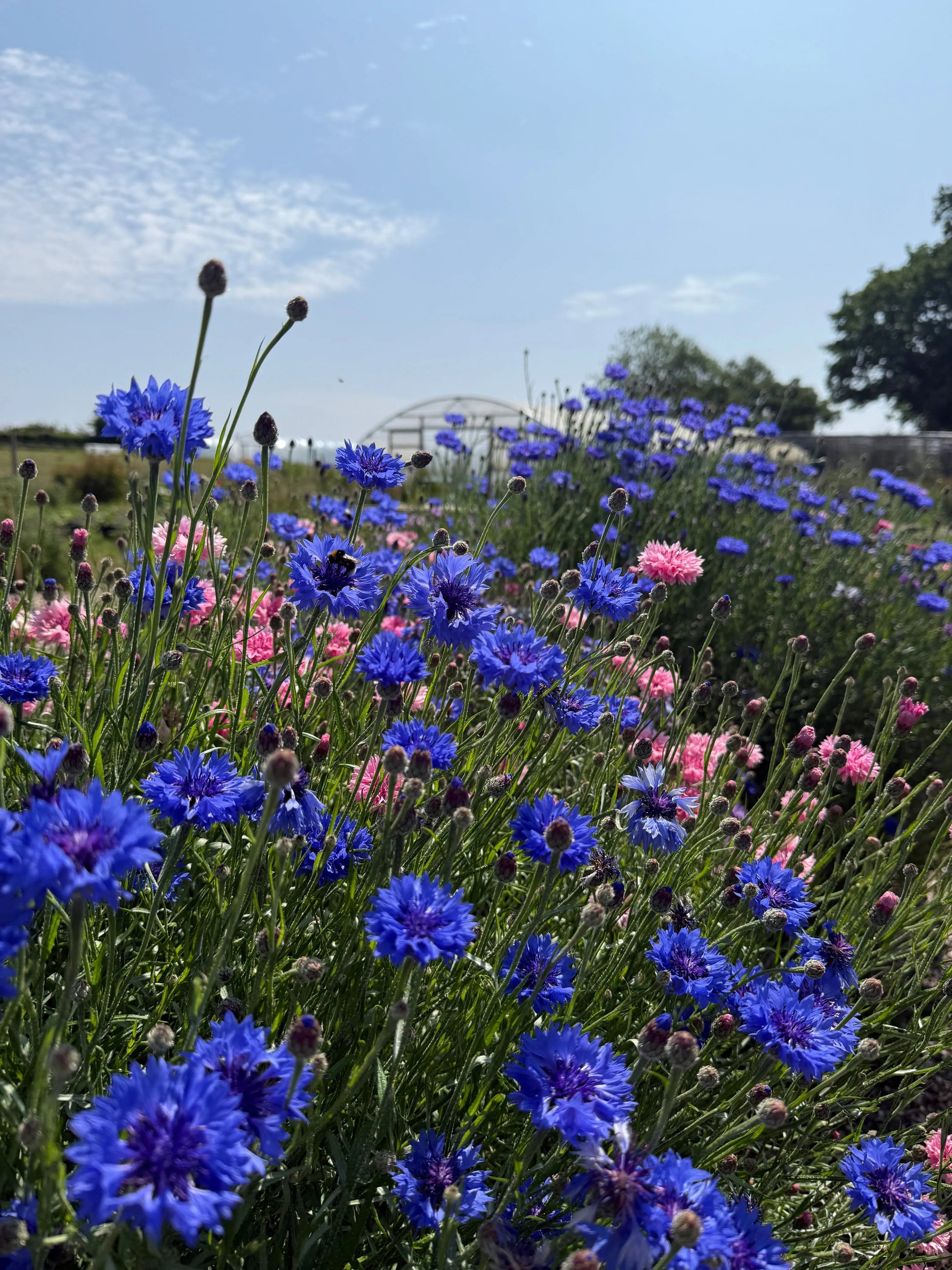 Cornflower Blue Ball - REGN