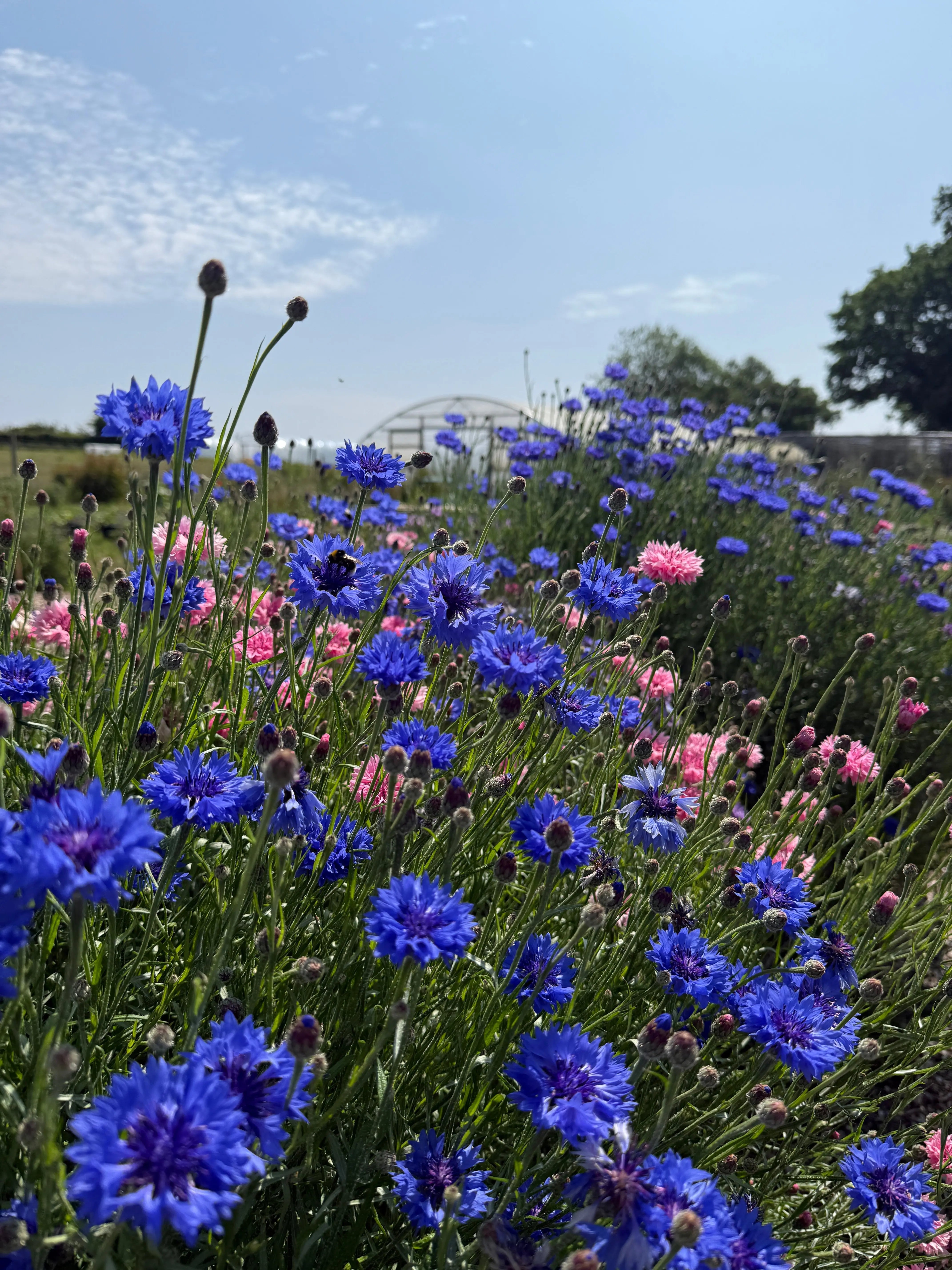 Cornflower Blue Ball - REGN