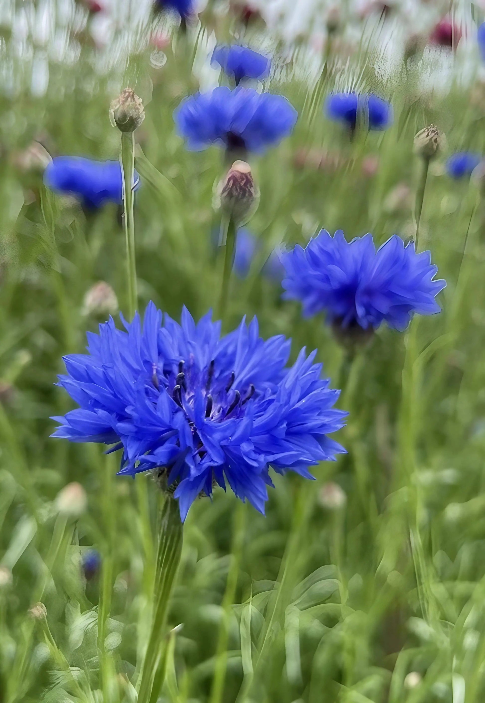 Cornflower Blue Ball - REGN