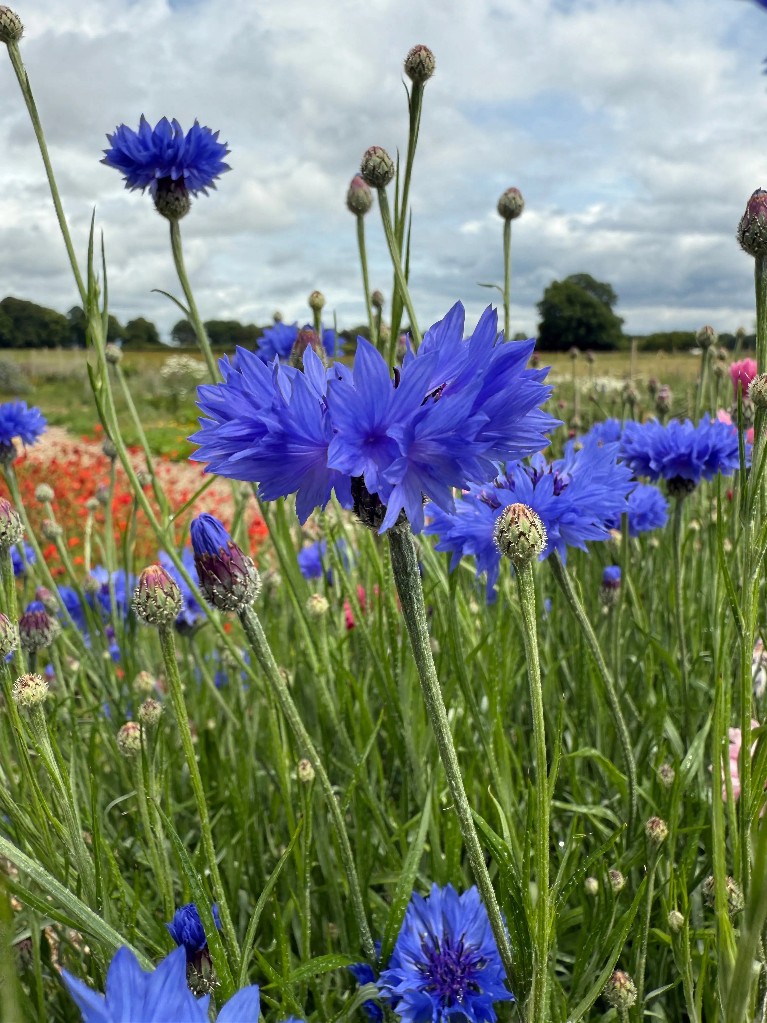 Cornflower Blue Ball - REGN