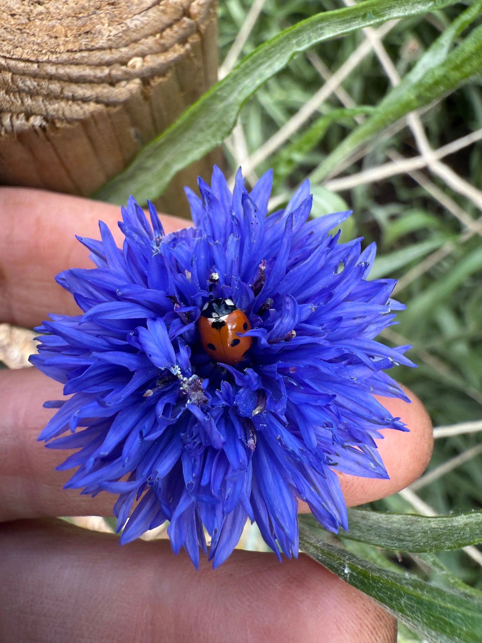 Cornflower Blue Ball - REGN