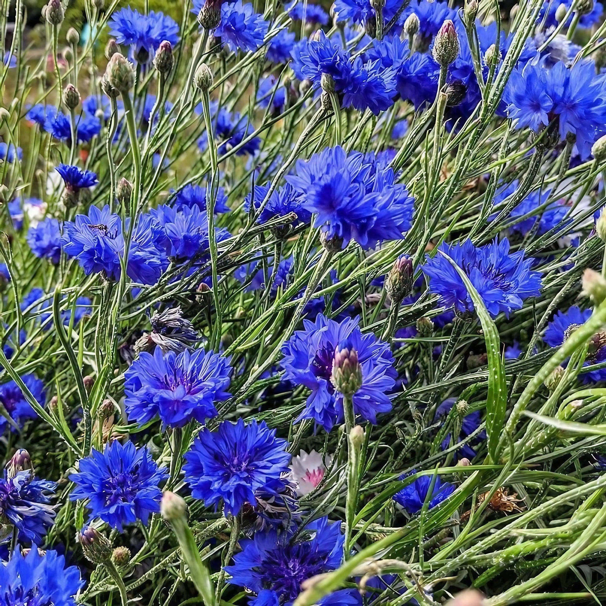 Cornflower Blue Ball - REGN