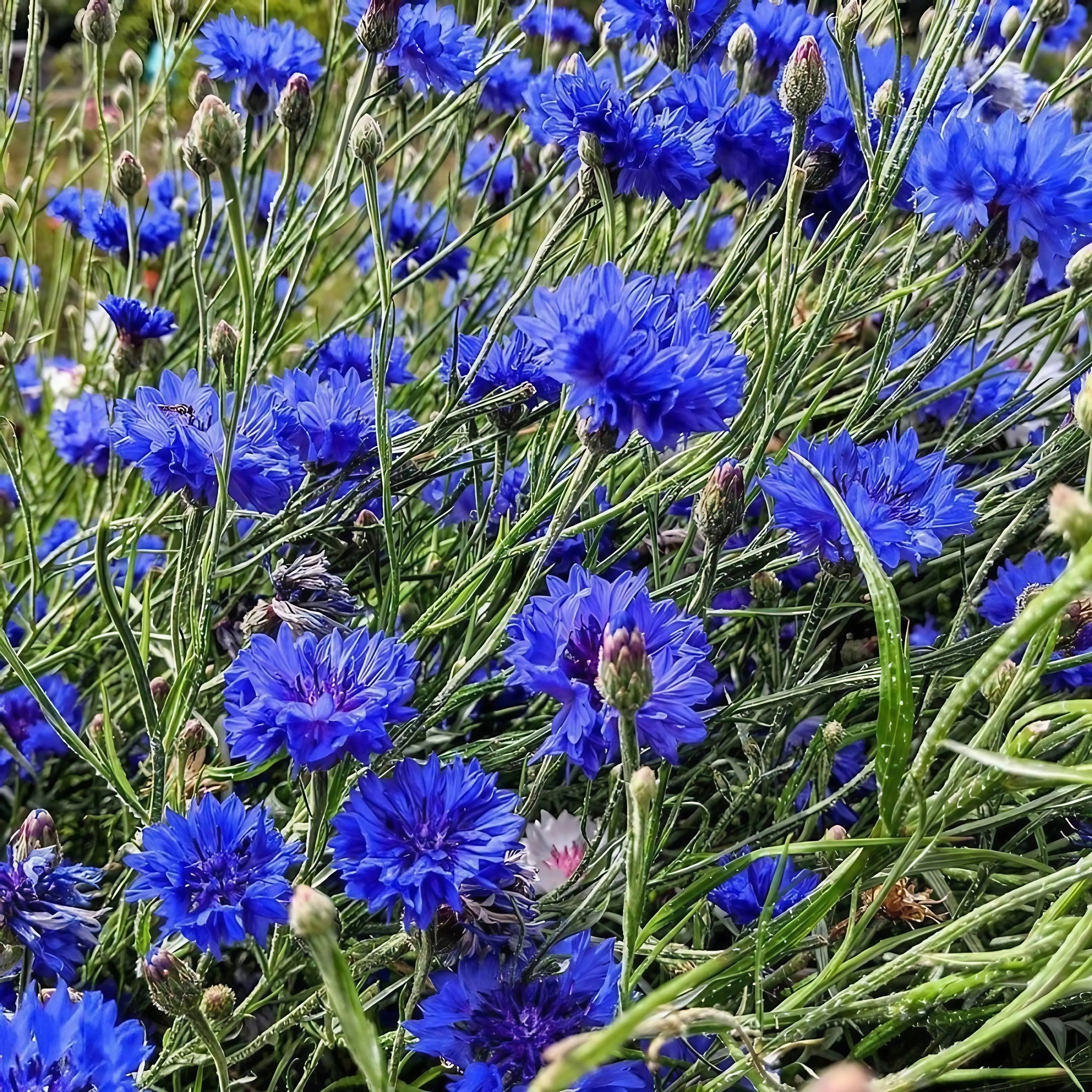 Cornflower Blue Ball - REGN