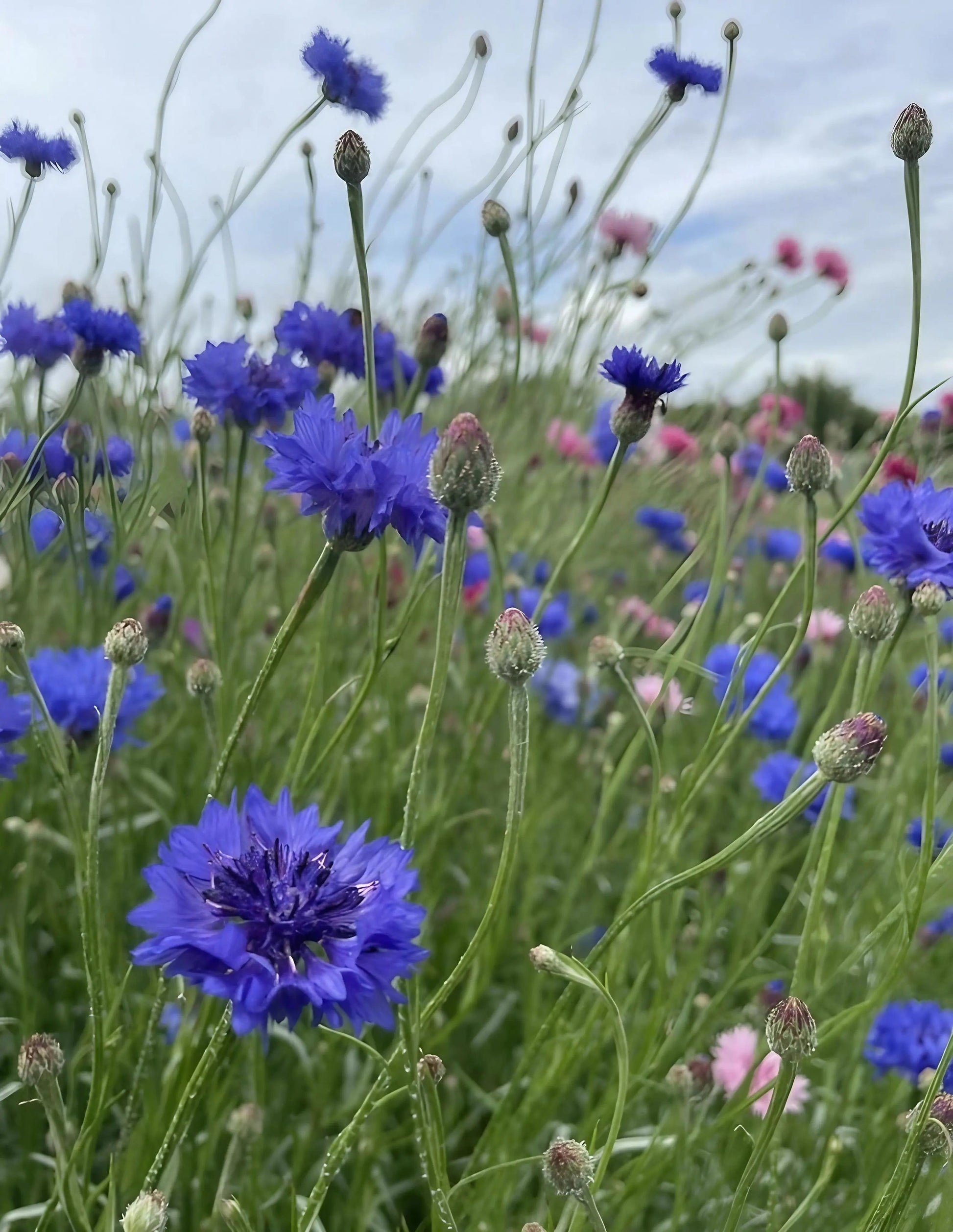 Cornflower Blue Ball - REGN