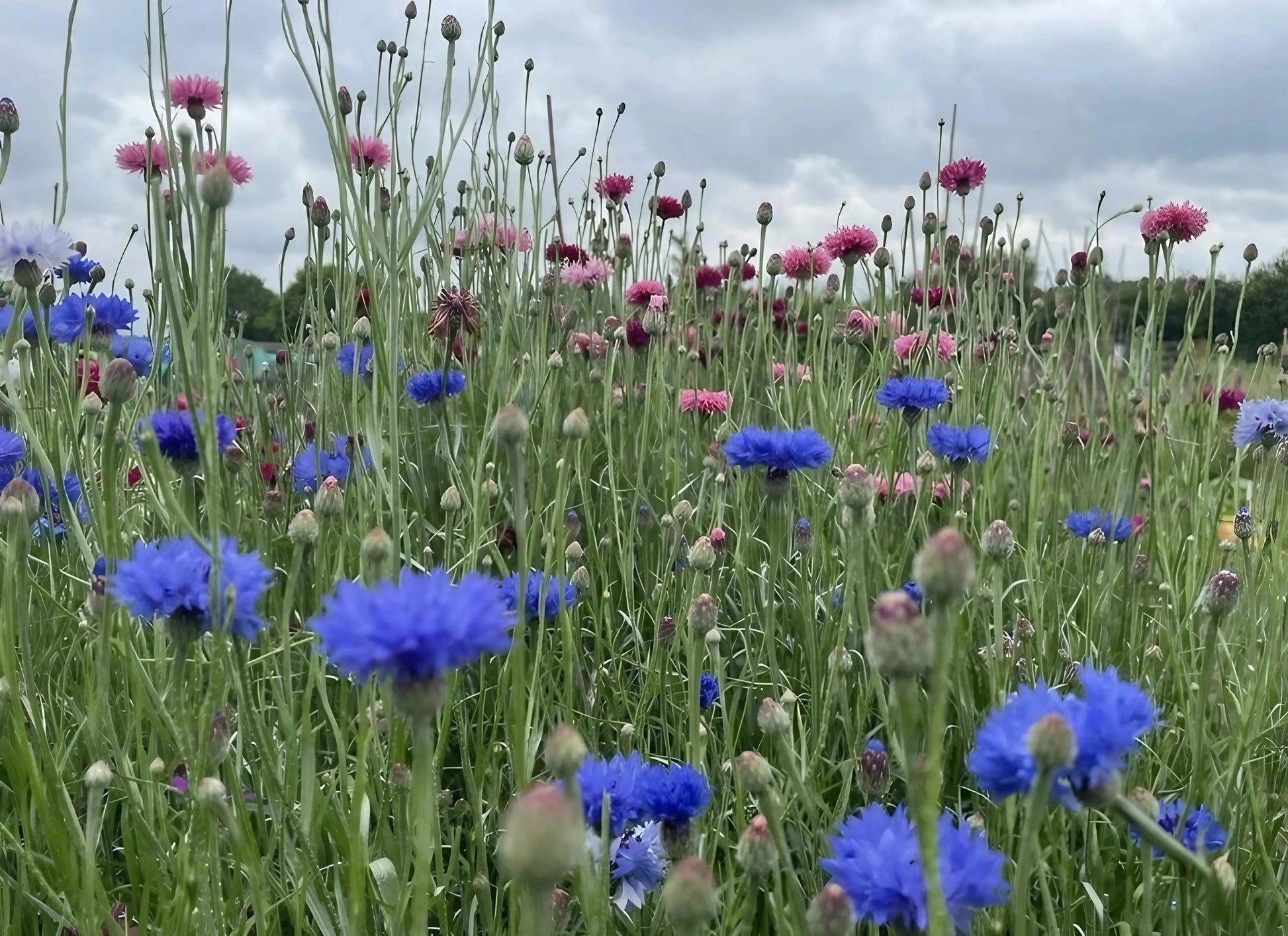 Cornflower Blue Ball - REGN
